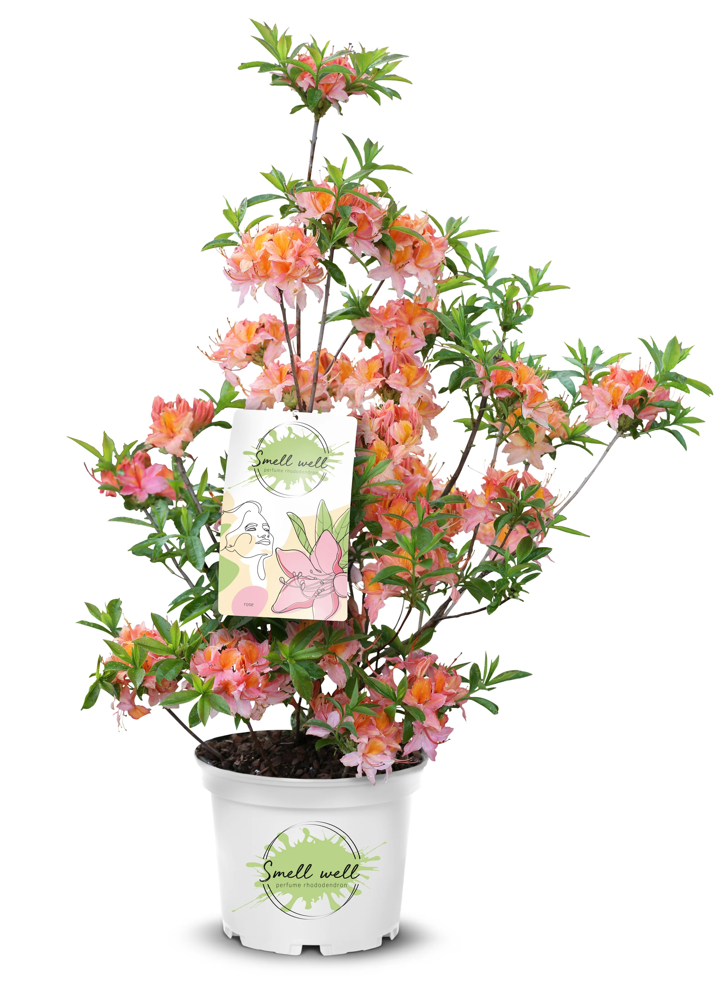Duftrhododendron 'Smell Well'
