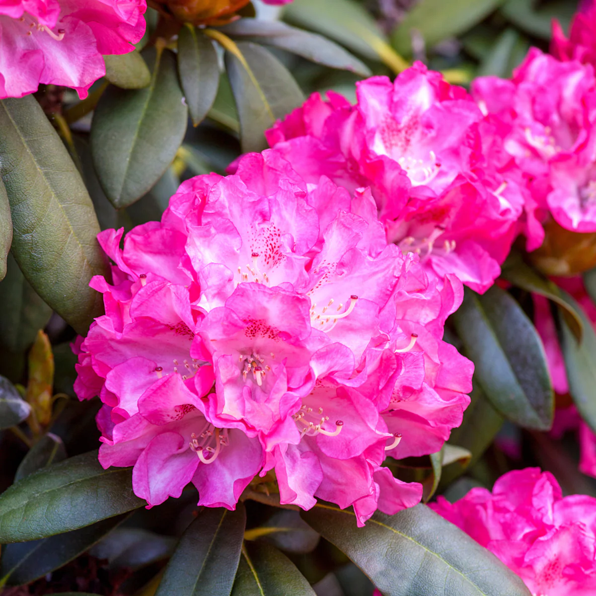 Easydendron® 'Anuschka'