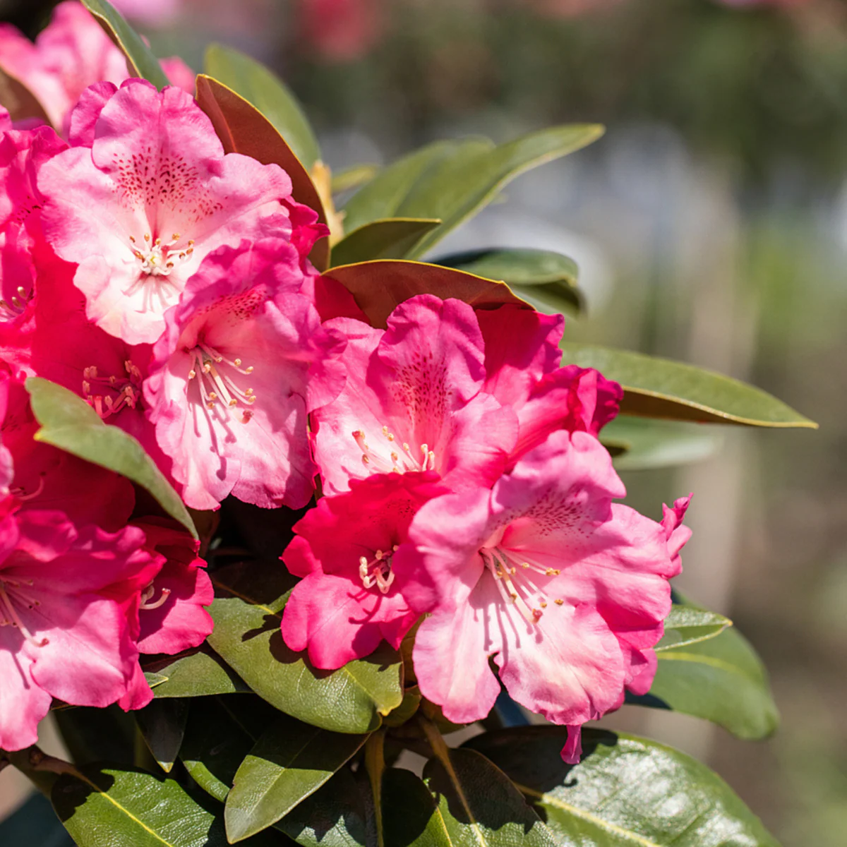Easydendron® 'Morgenrot'