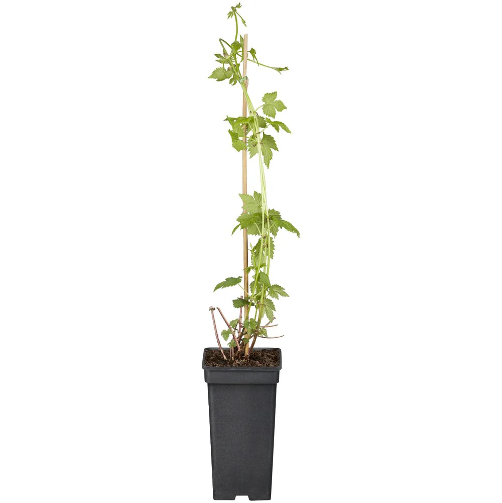 Echter Hopfen 'Royal Burgundii' - Image 2