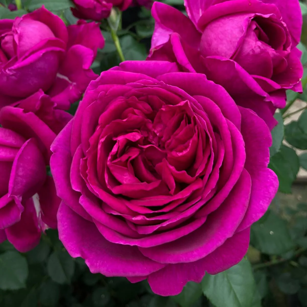Parfum de Nature® Edelrose  'Für Elise®'