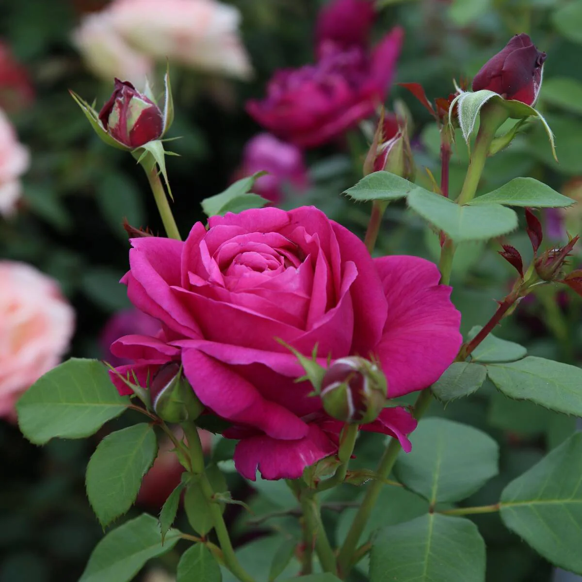 Parfum de Nature® Edelrose  'Für Elise®' - Image 2
