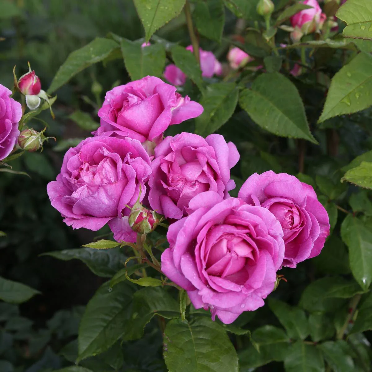 Parfuma® Edelrose 'Carmen Würth®'