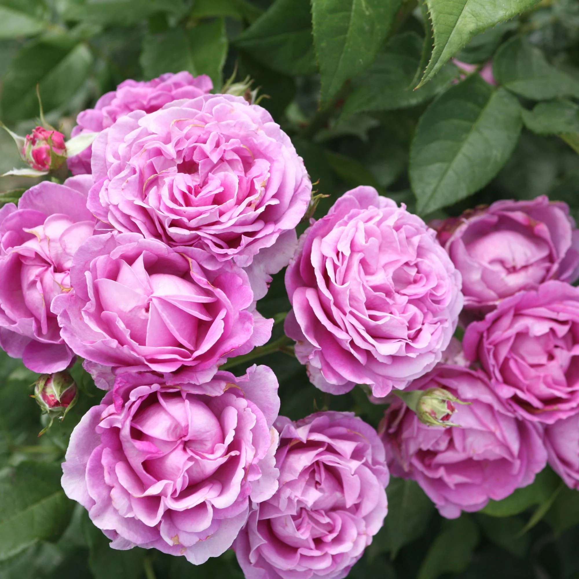 Parfuma® Edelrose 'Carmen Würth®' - Image 4