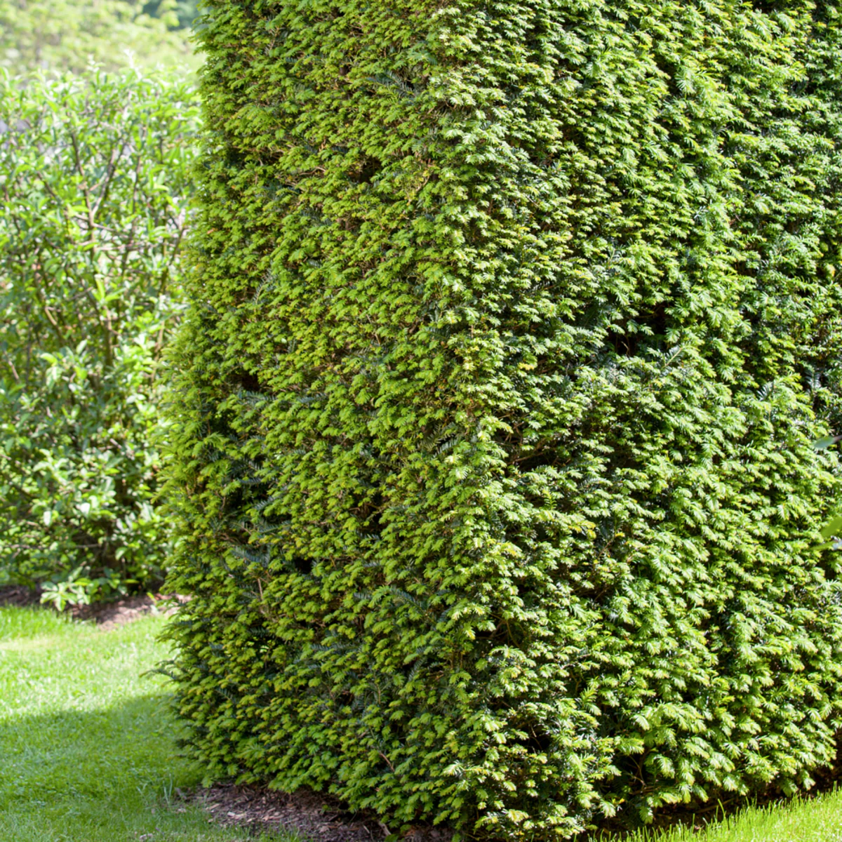 Eibe-Hecke - Image 3