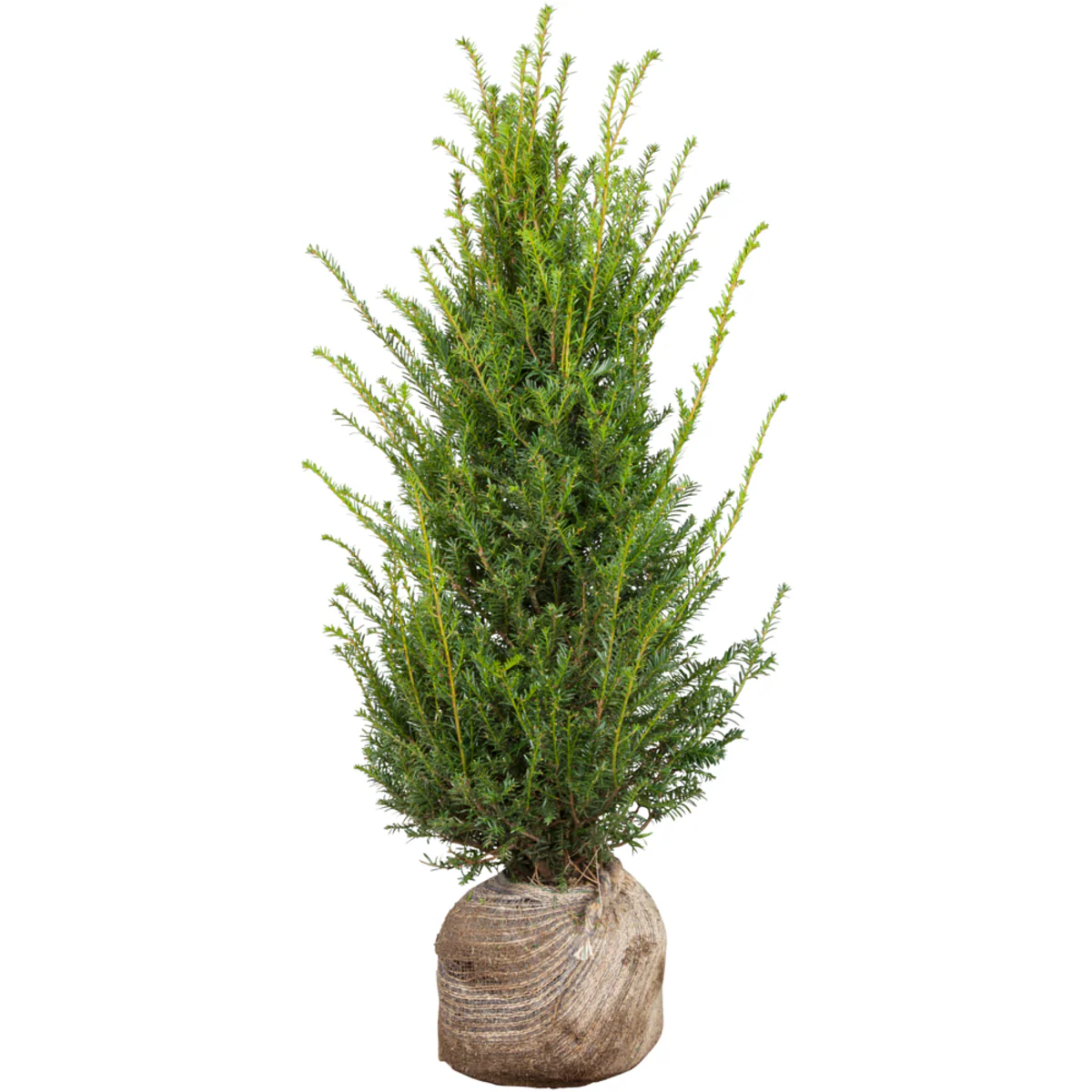 Eibe-Hecke - Image 5