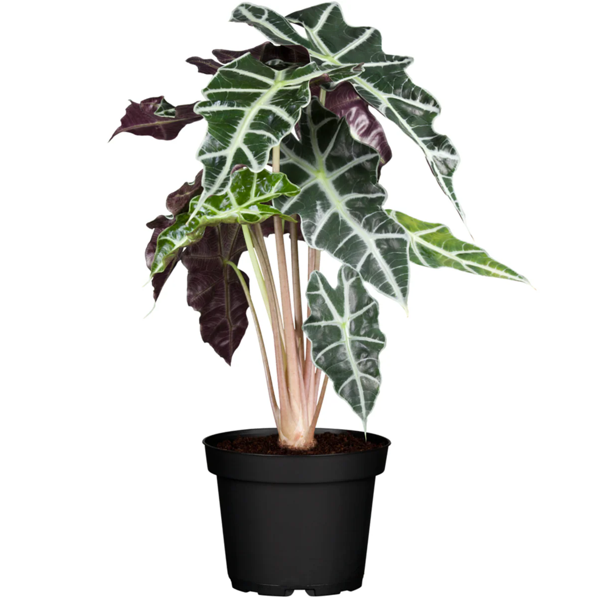 Elefantenohr 'Polly' - Image 2