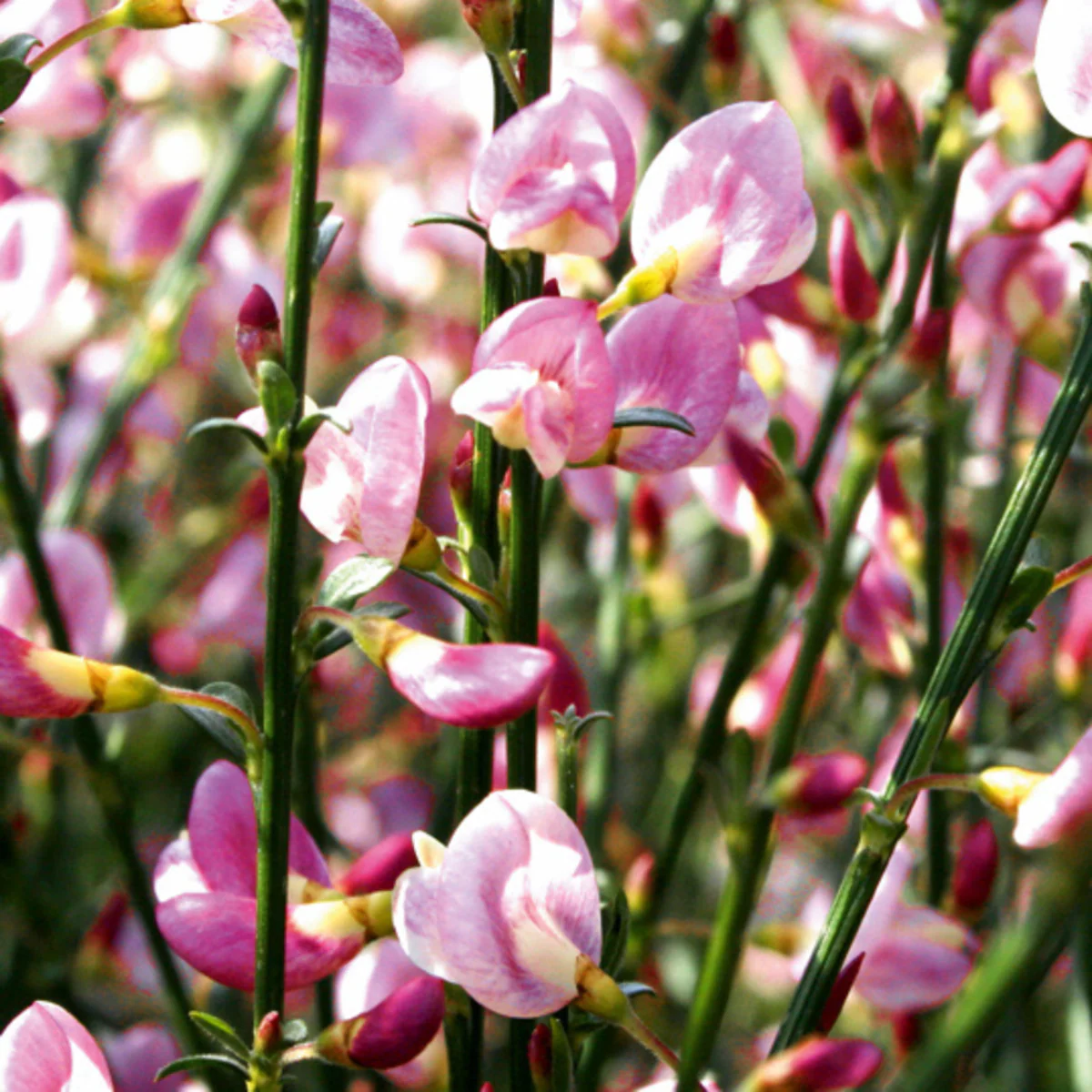 Elfenbein-Ginster 'Moyclare Pink'