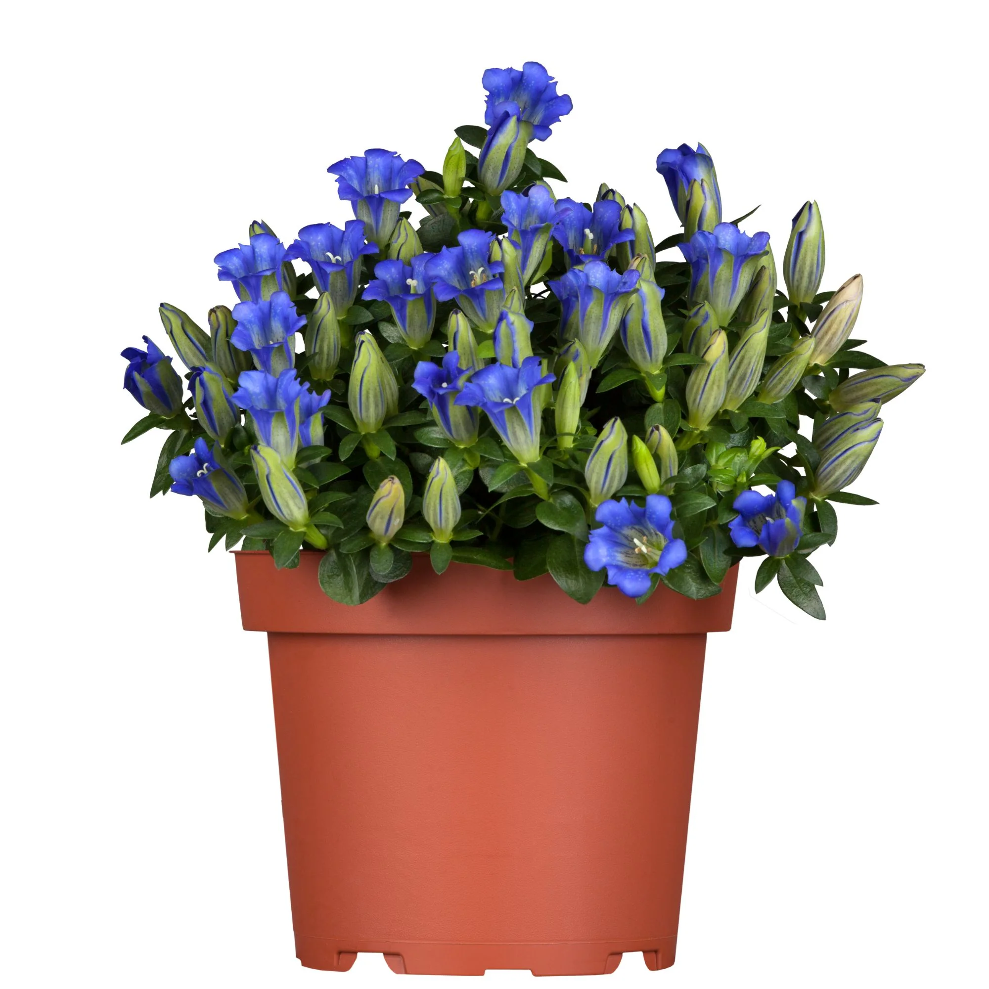 Enzian 'Luis Easy Blue' - Image 2