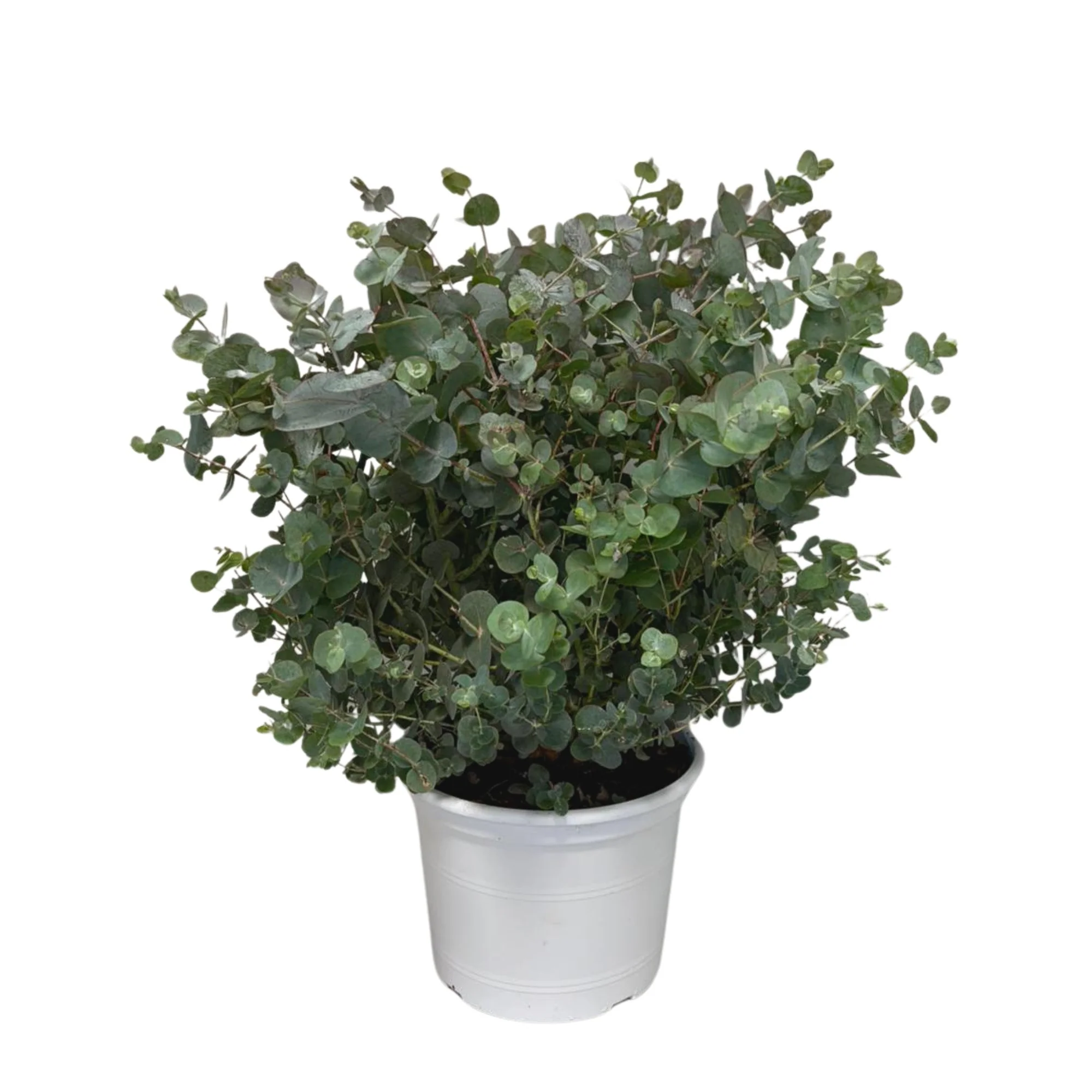 Eucalyptus 'Silver Dollar®' - Image 3