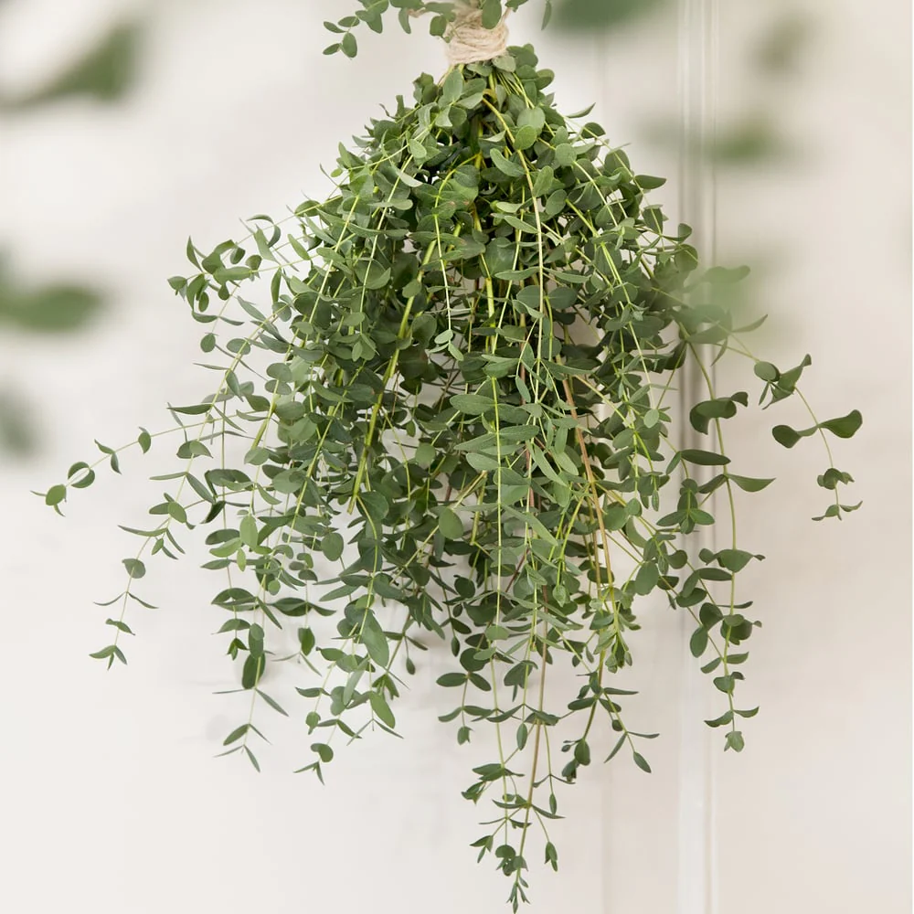 Eukalyptus