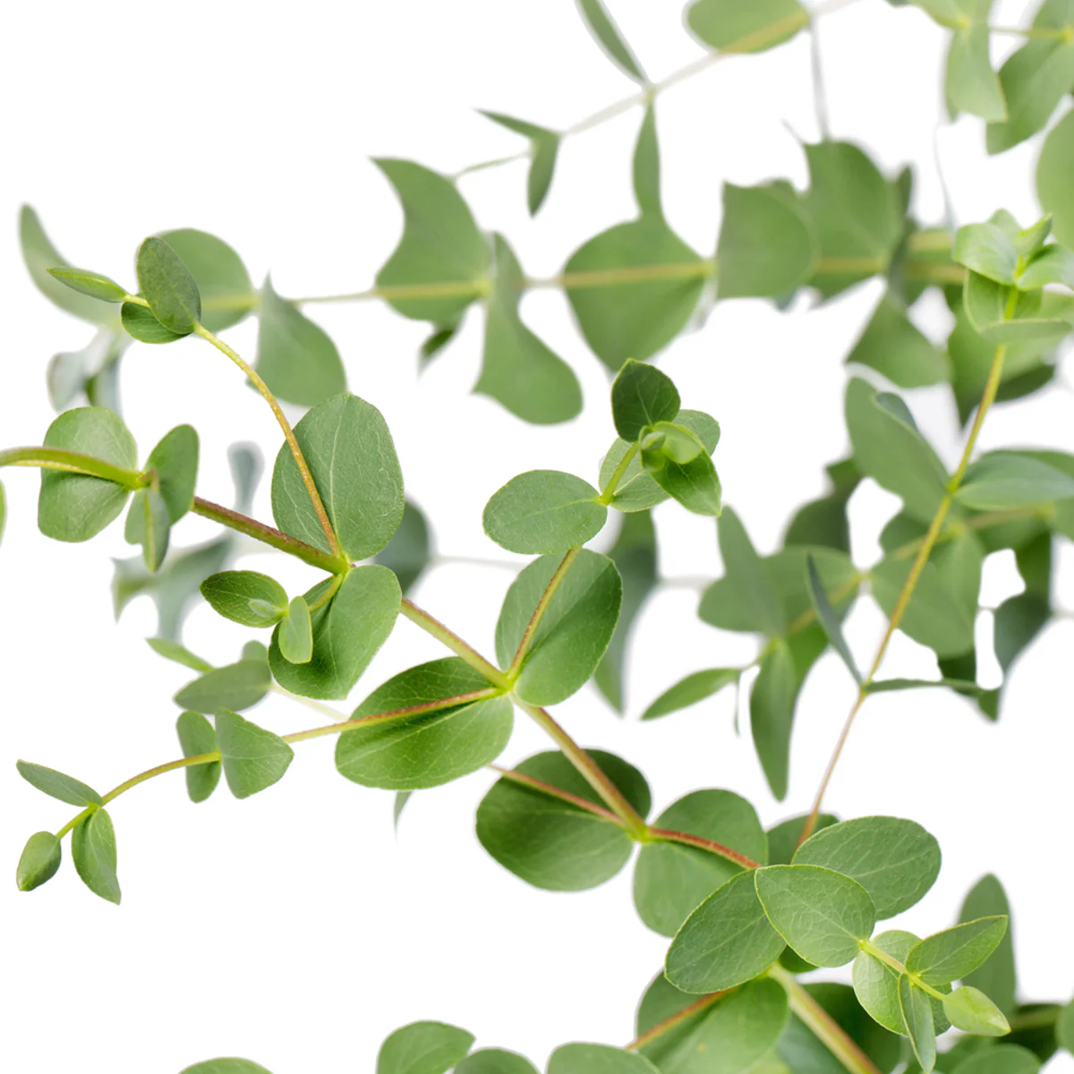 Eukalyptus - Image 2