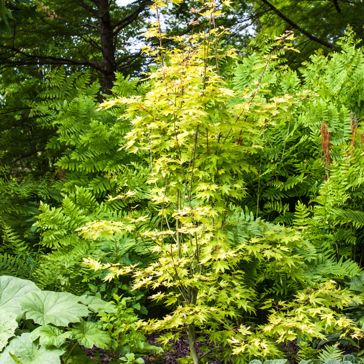 Fächerahorn 'Orange Dream' - Image 3