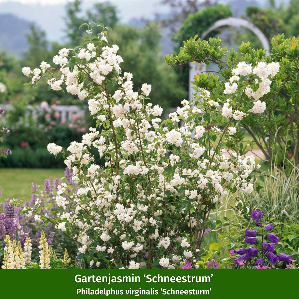 Farbenfrohe Blütenhecke, 5 Pflanzen - Image 4