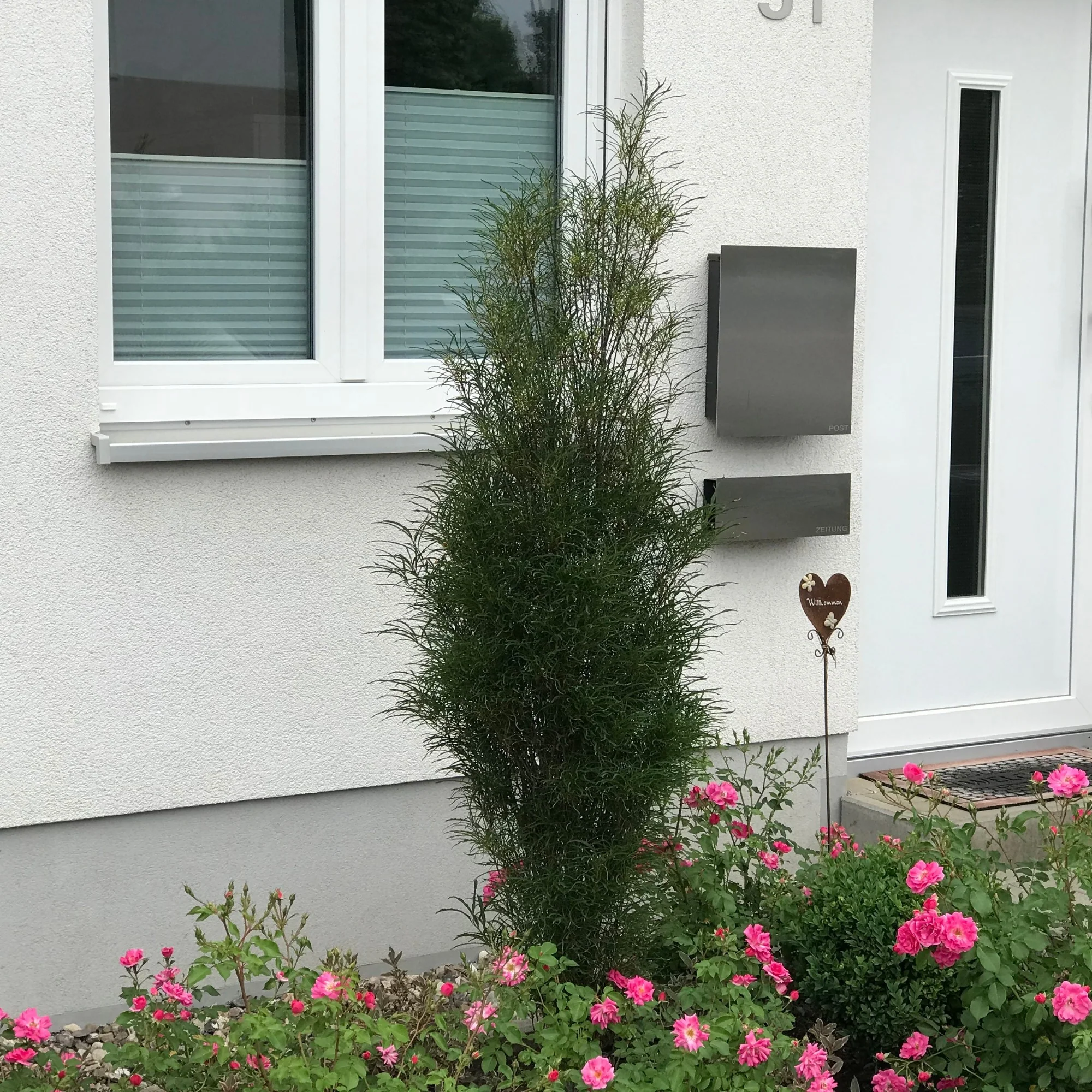 Farnblättriges Säulen-Pulverholz 'Fine Line®', 8 Pflanzen - Image 3
