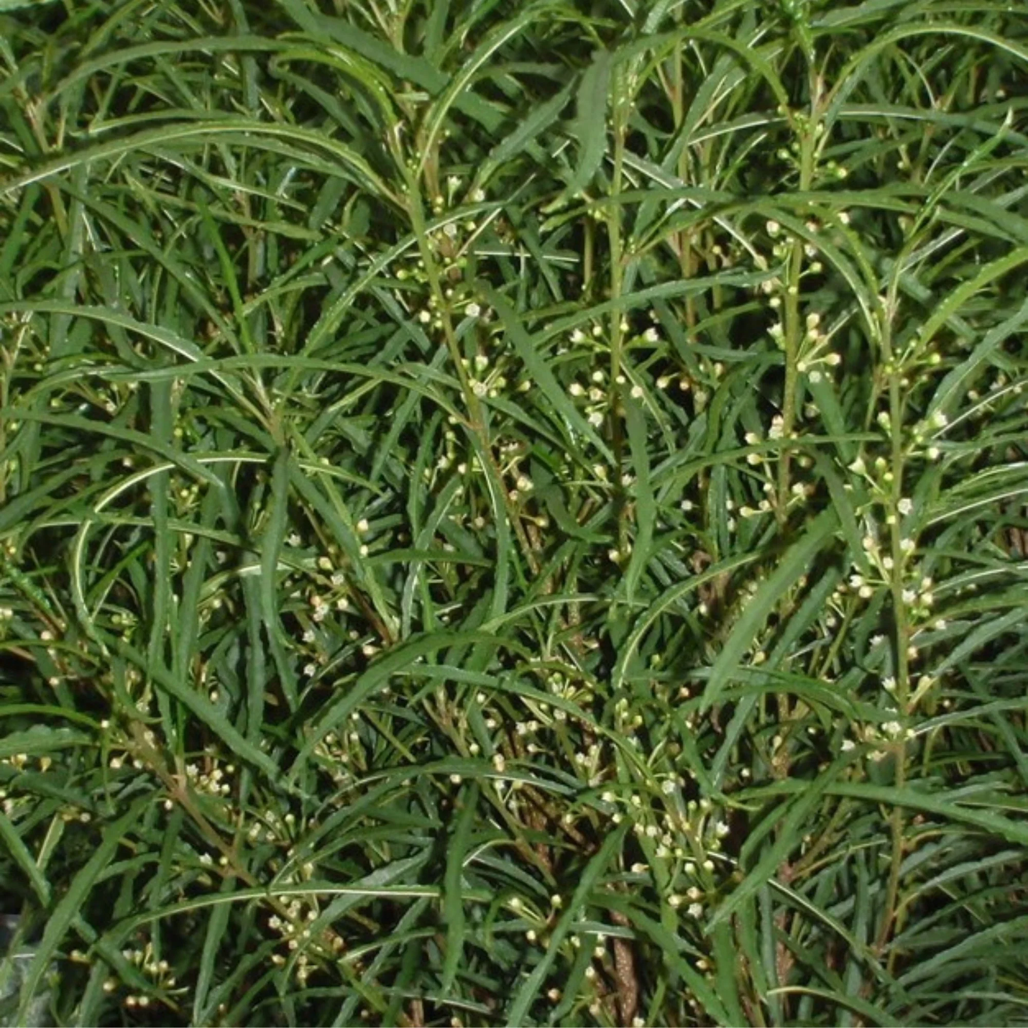 Farnblättriges Säulen-Pulverholz 'Fine Line®', 8 Pflanzen - Image 5
