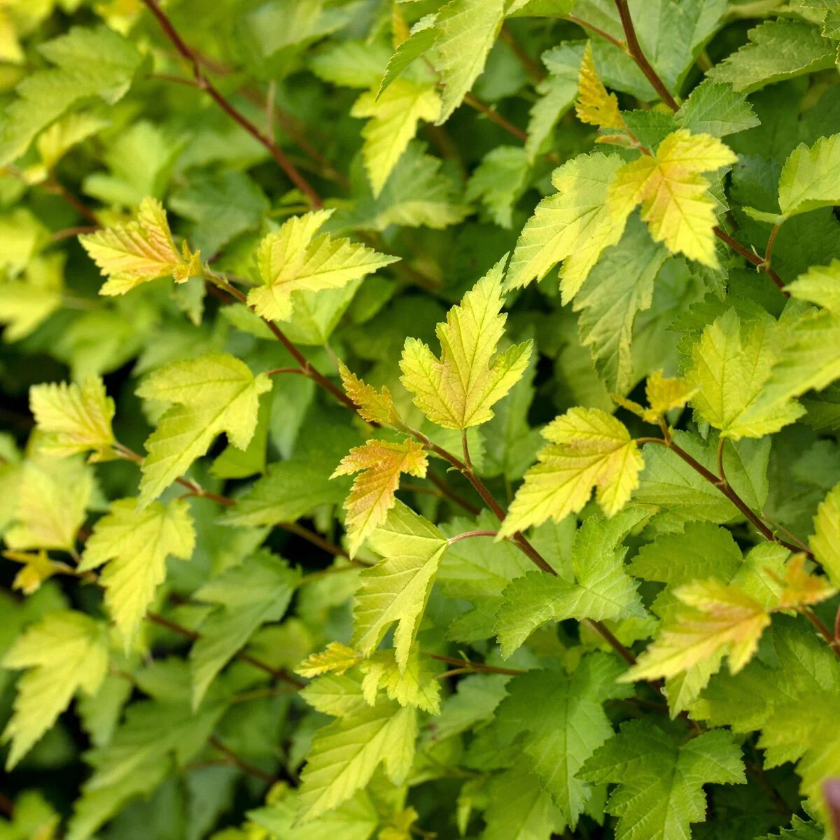 Fasanenspiere 'Nugget'