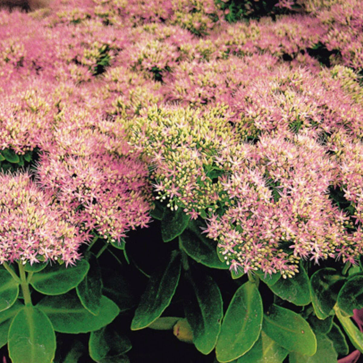 Fettblatt 'Rosenteller'
