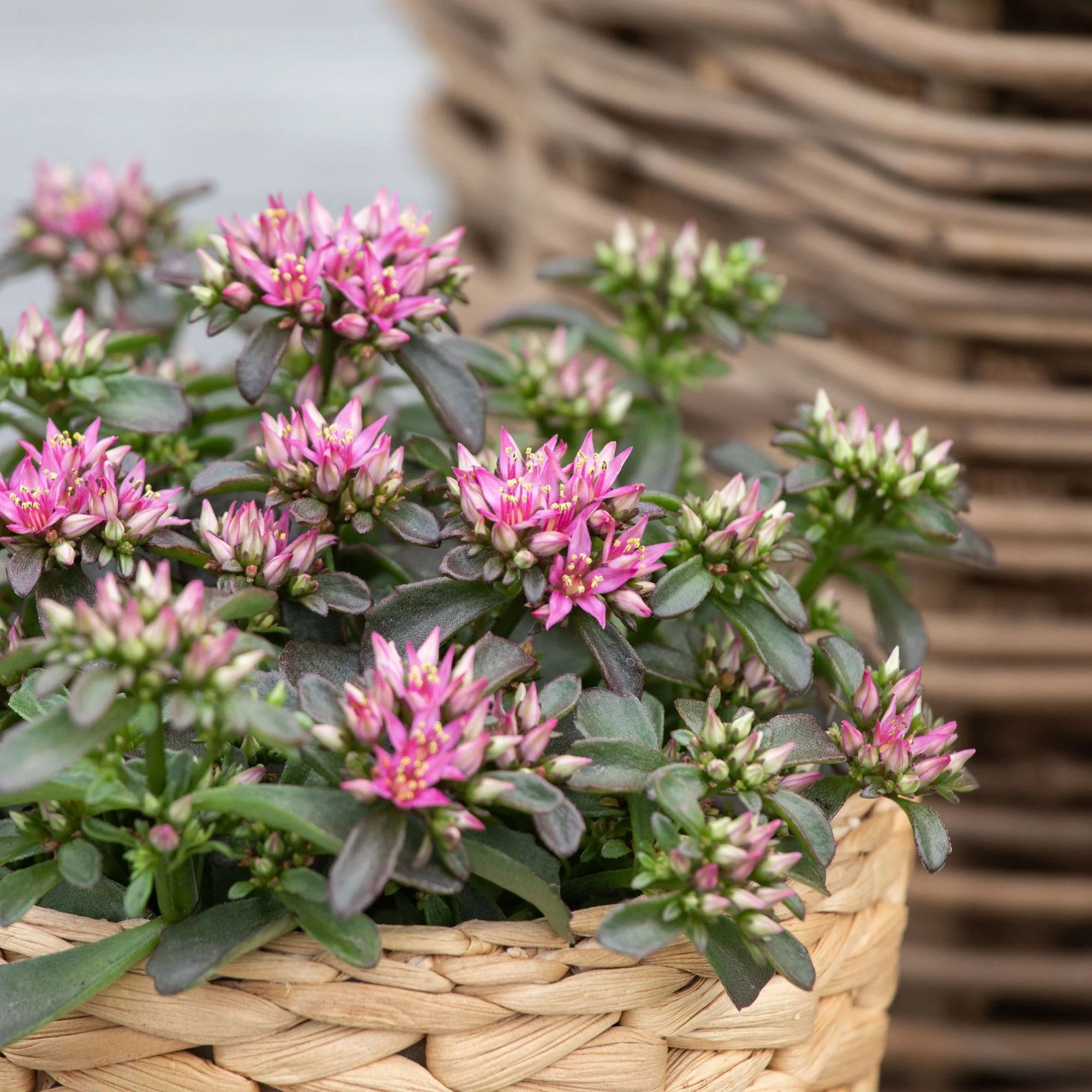 Fettblatt 'Spot On Deep Rose'