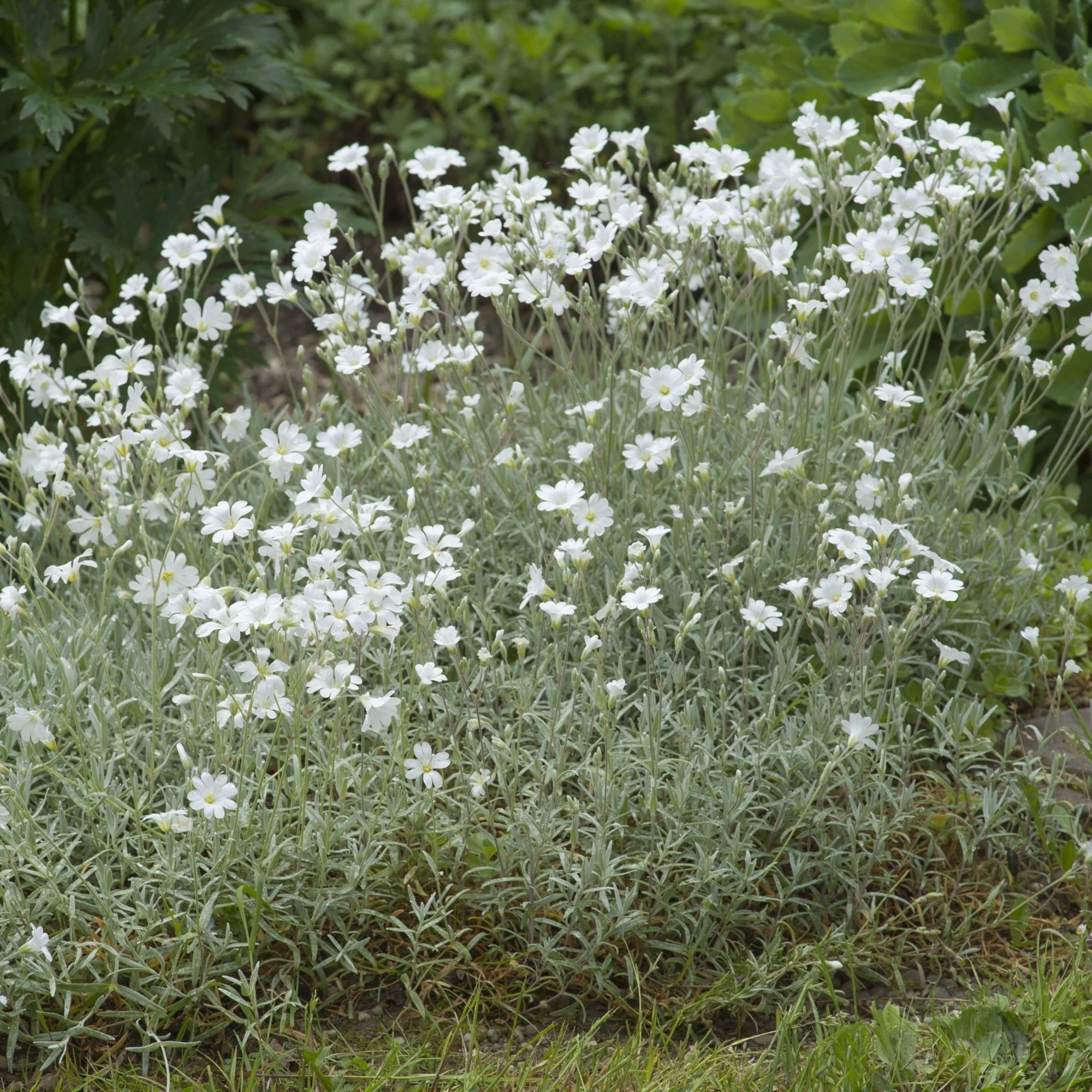 Filziges Hornkraut 'Silberteppich'