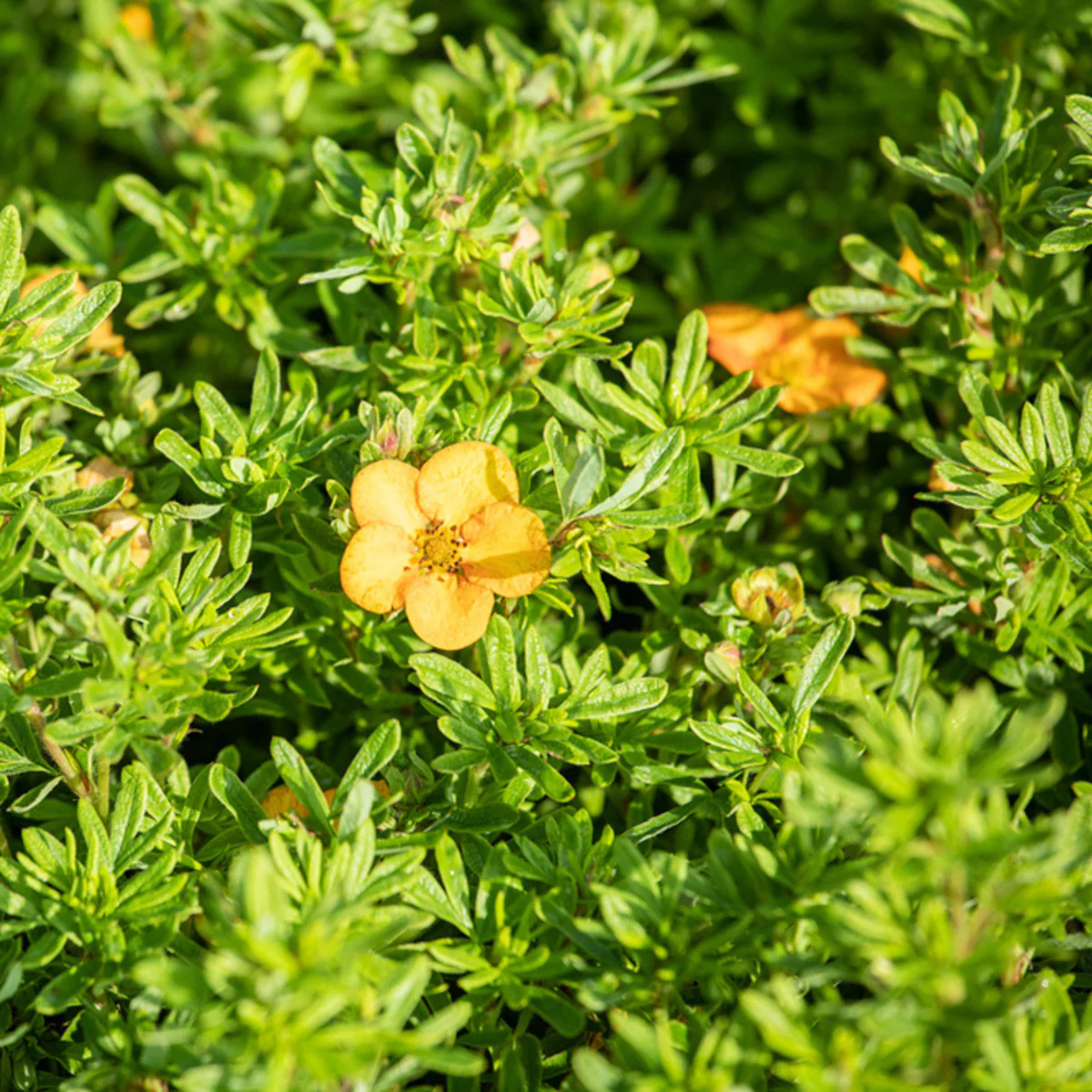Fingerstrauch 'Bella Sol®' - Image 3