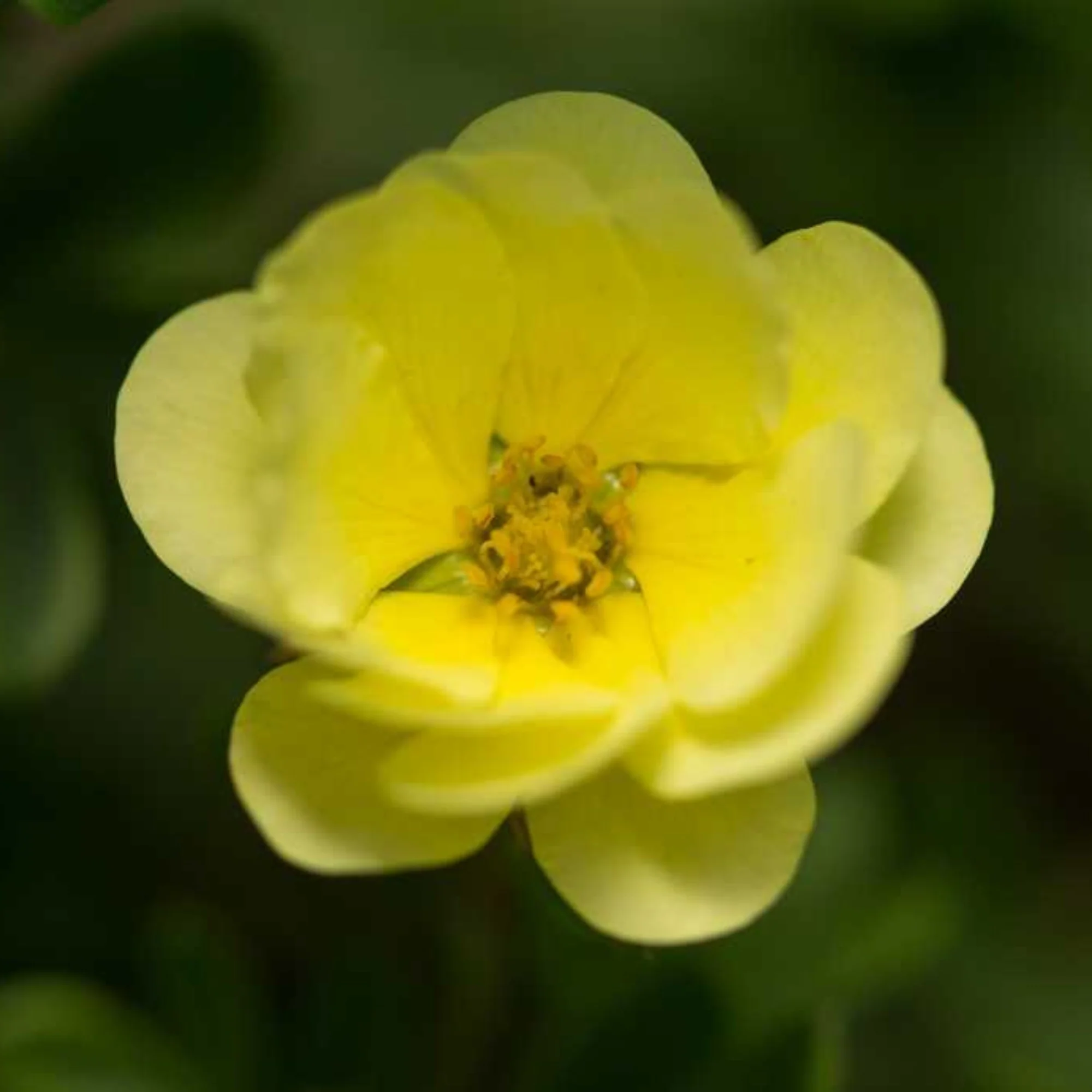Fingerstrauch 'Lemon Meringue®' - Image 3