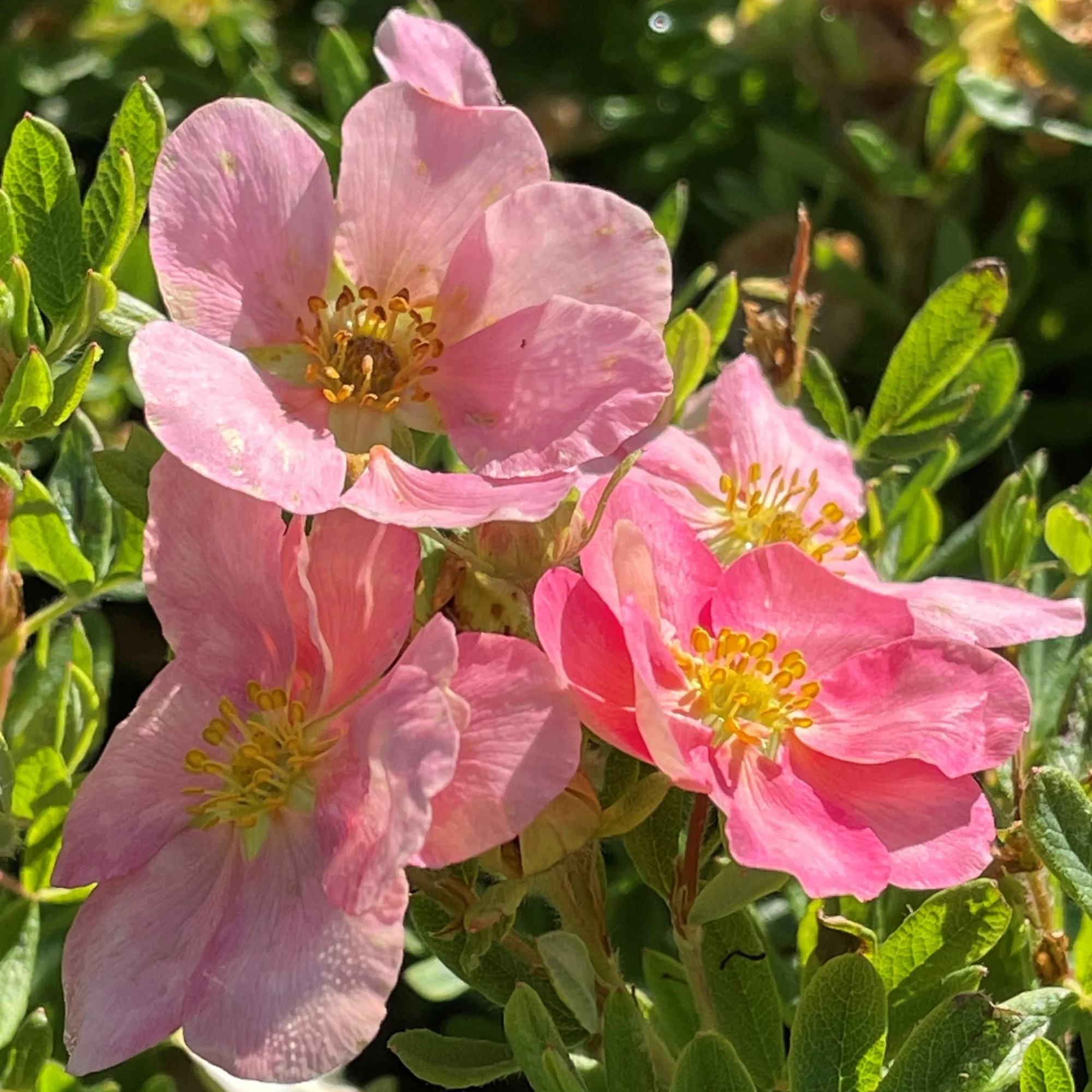 Fingerstrauch 'Lovely Pink®'