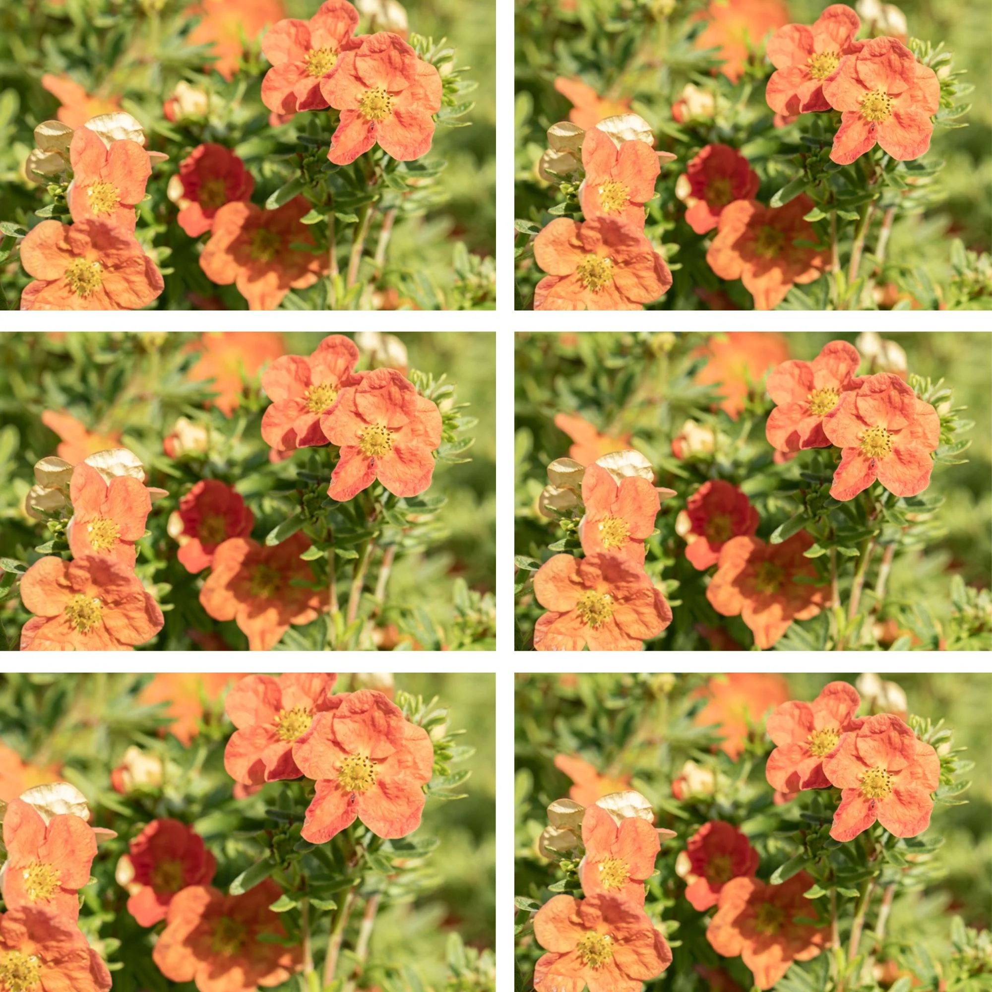 Fingerstrauch 'Red Ace', 12 Pflanzen - Image 2