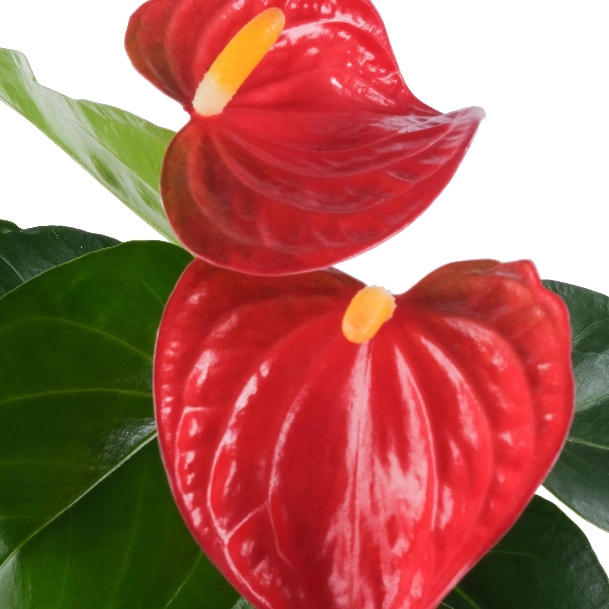 Flamingoblume 'Bambino' - Image 2