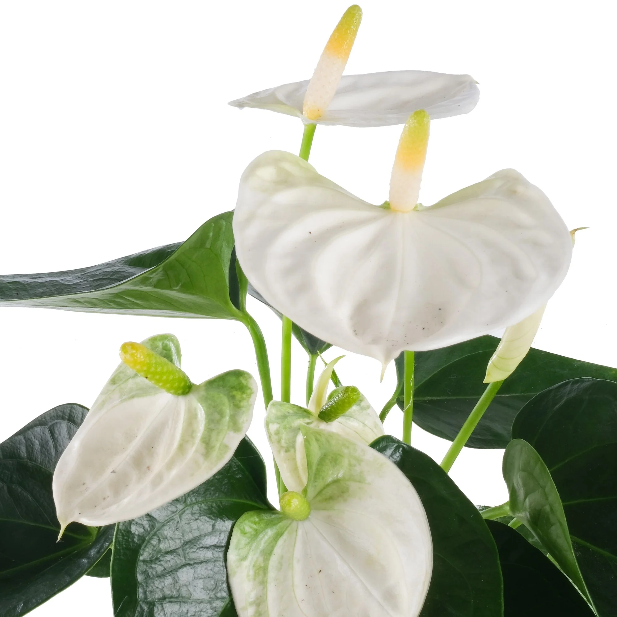 Flamingoblume 'Cocos'