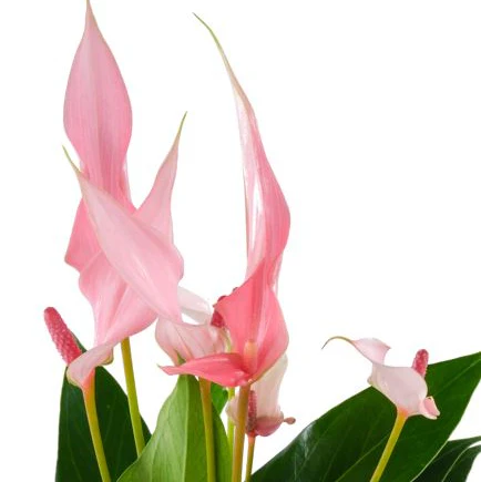 Flamingoblume 'Lilli' - Image 4