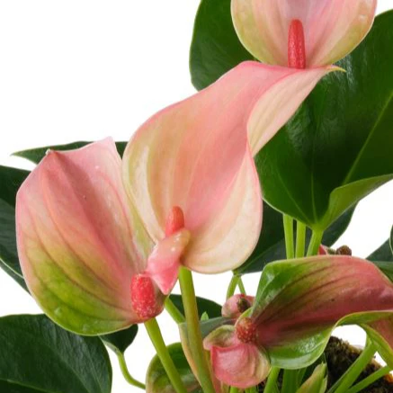 Flamingoblume 'Matata' - Image 3