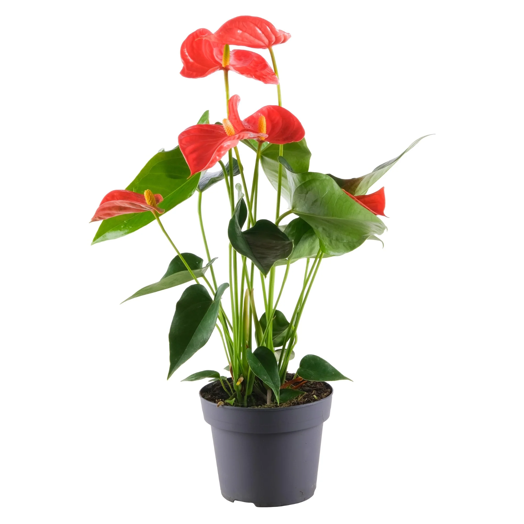Flamingoblume 'Sierra Orange' - Image 3