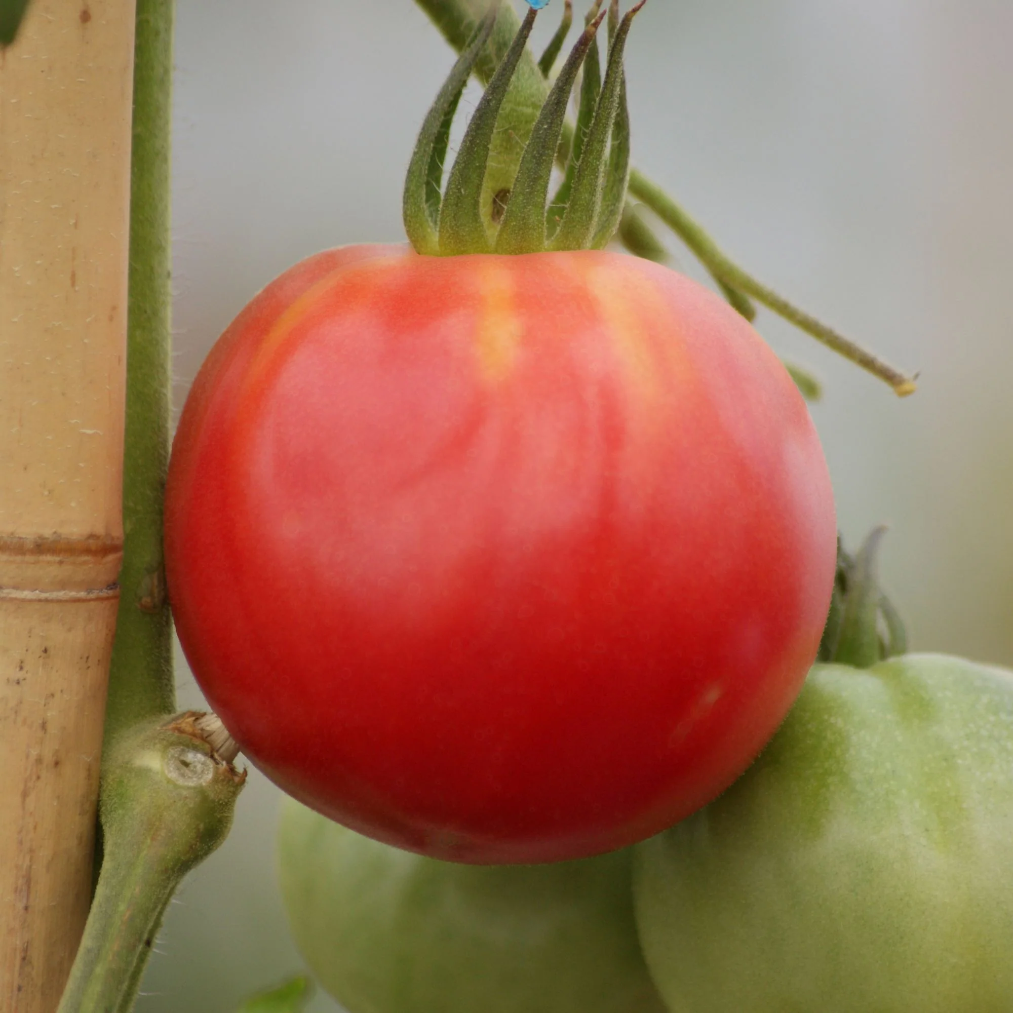 Fleischtomate 'Berner Rose'