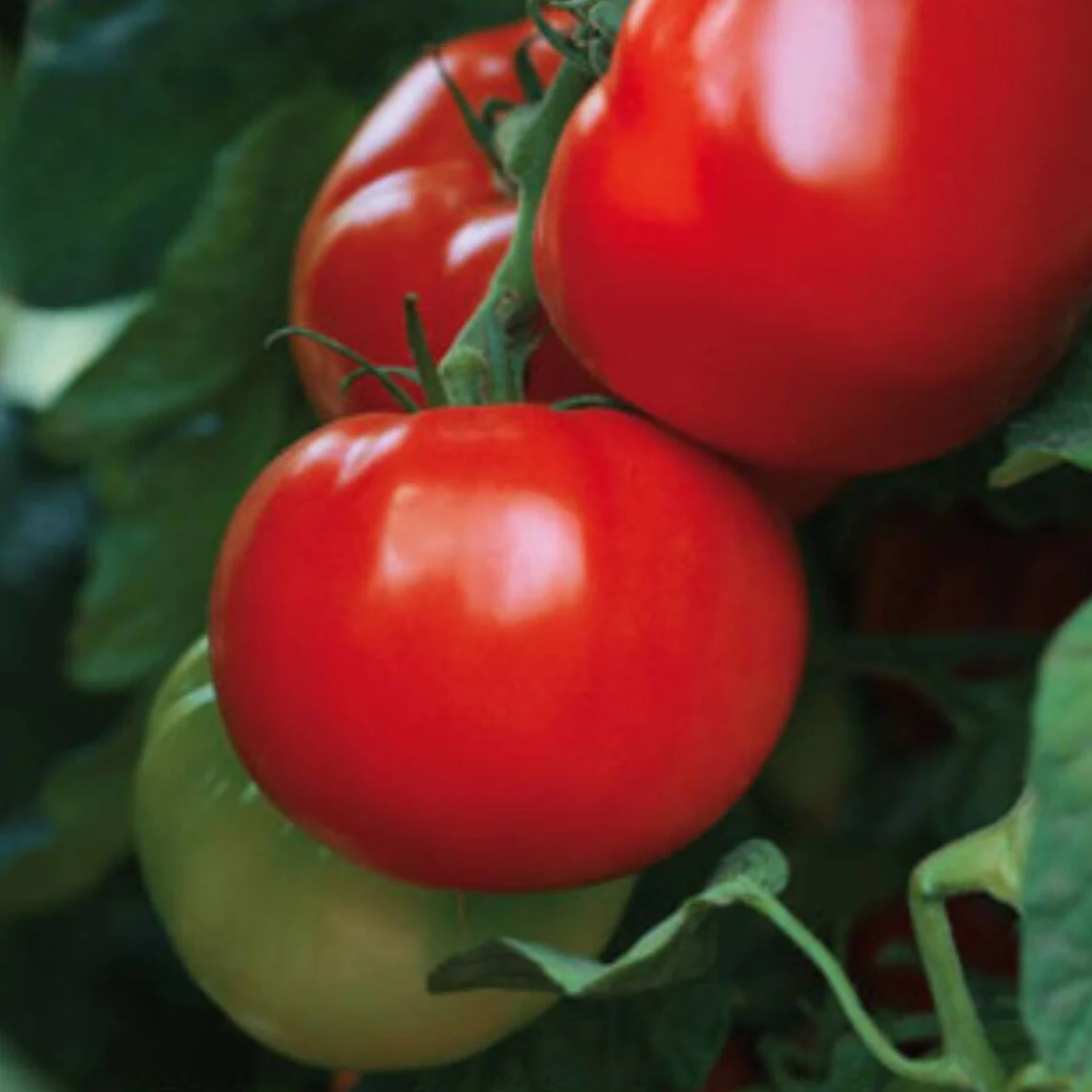 Fleischtomate 'Maestria', F1