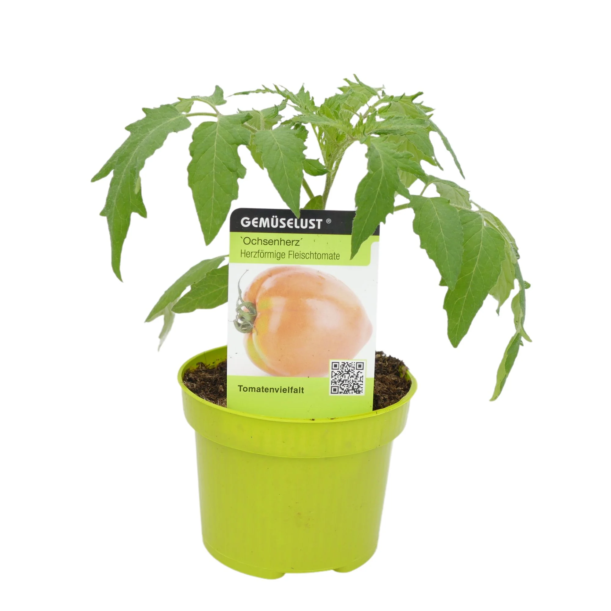 Tomate 'Ochsenherz' - Image 2