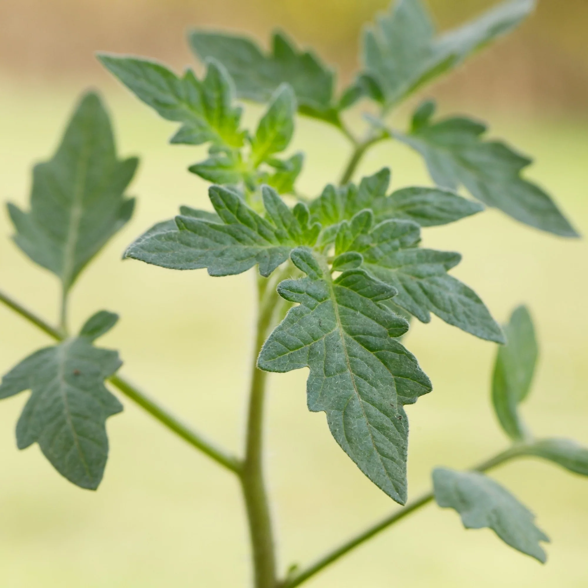Fleischtomate, veredelt - Image 2