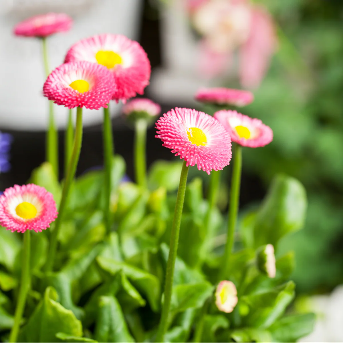 Gänseblümchen - Image 4