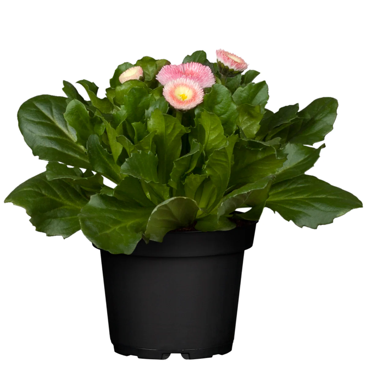 Gänseblümchen - Image 5