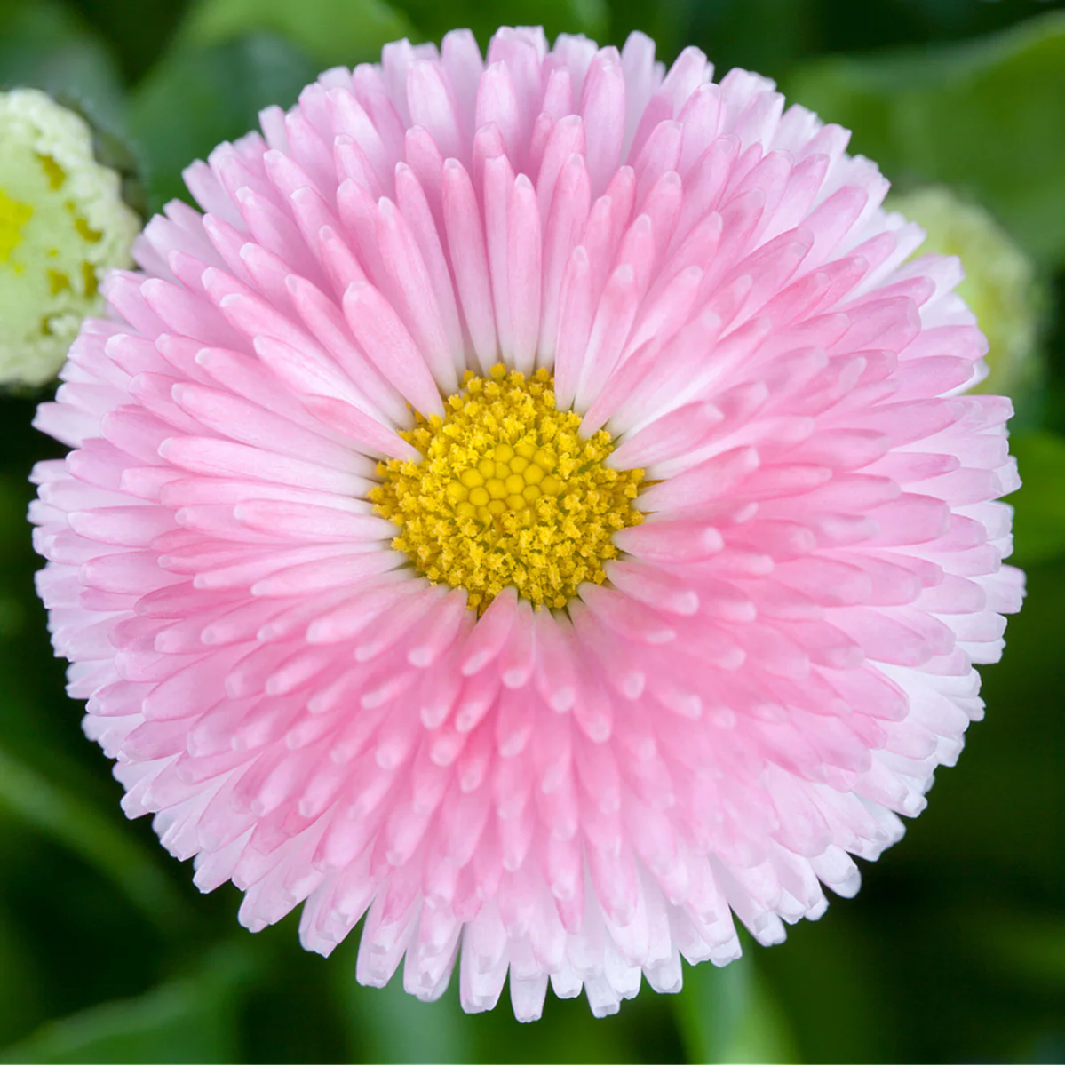 Gänseblümchen - Image 8
