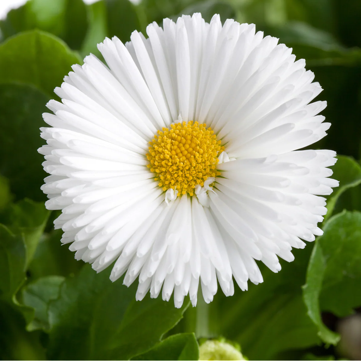 Gänseblümchen - Image 9