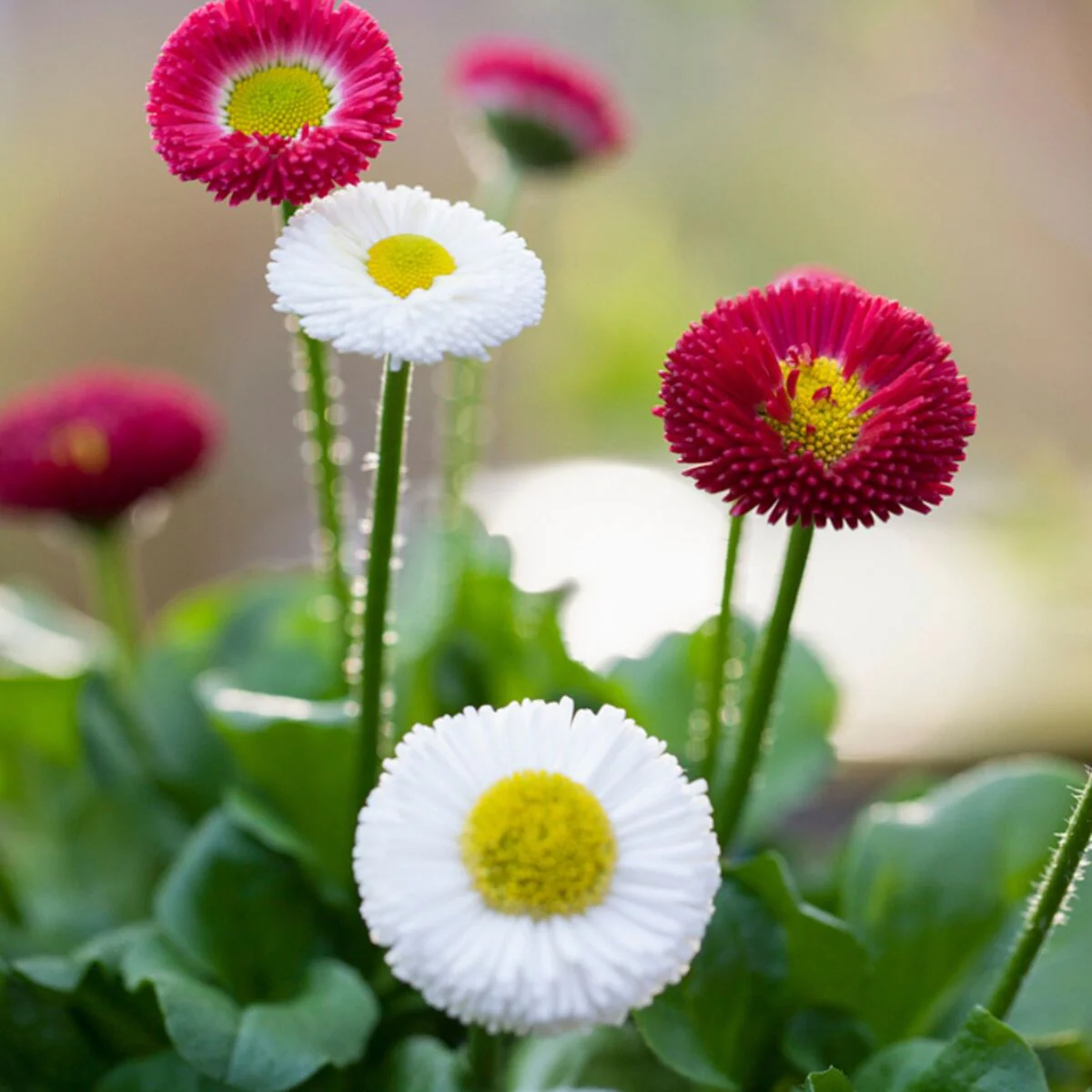 Gänseblümchen, Duo