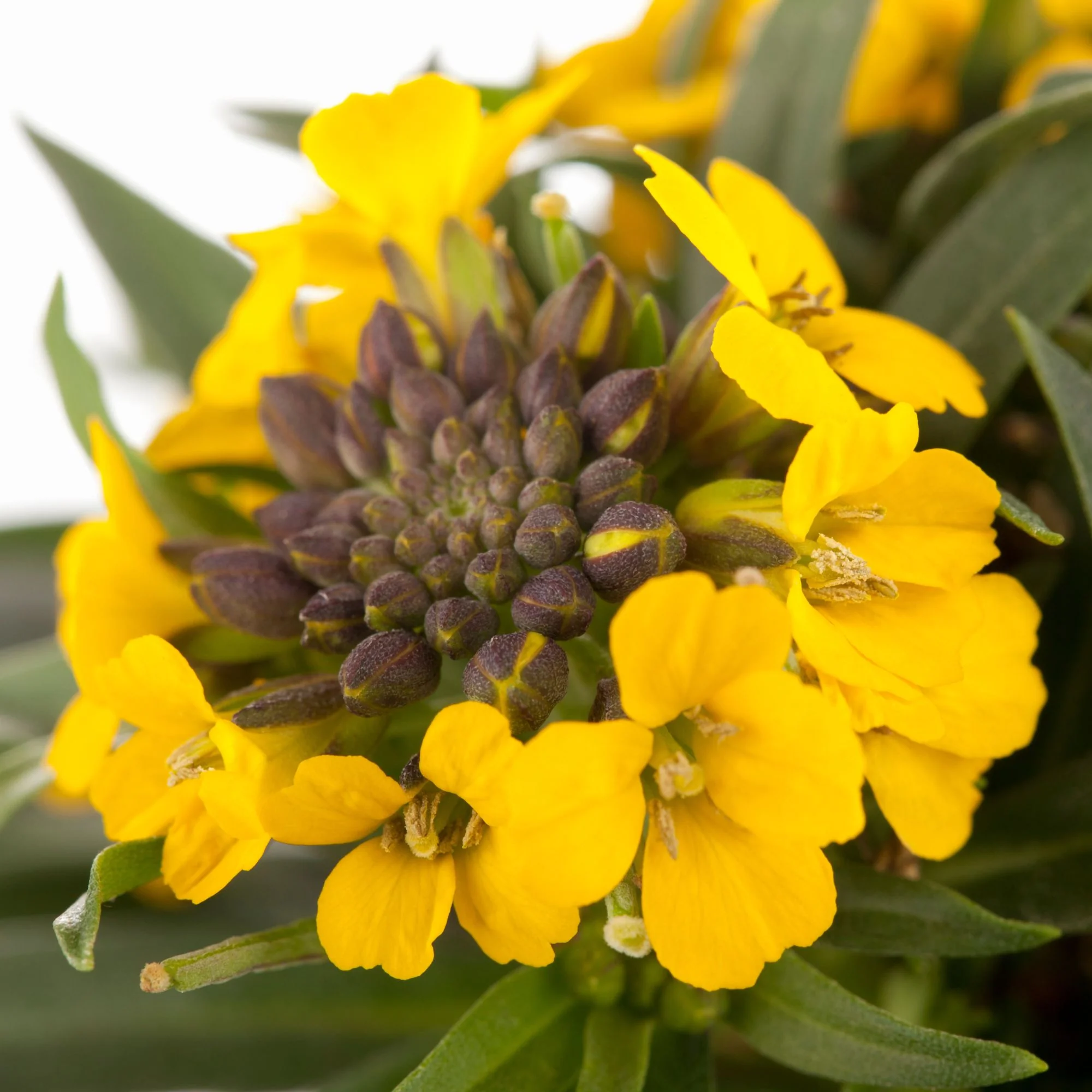 Garten-Goldlack 'Canaries'