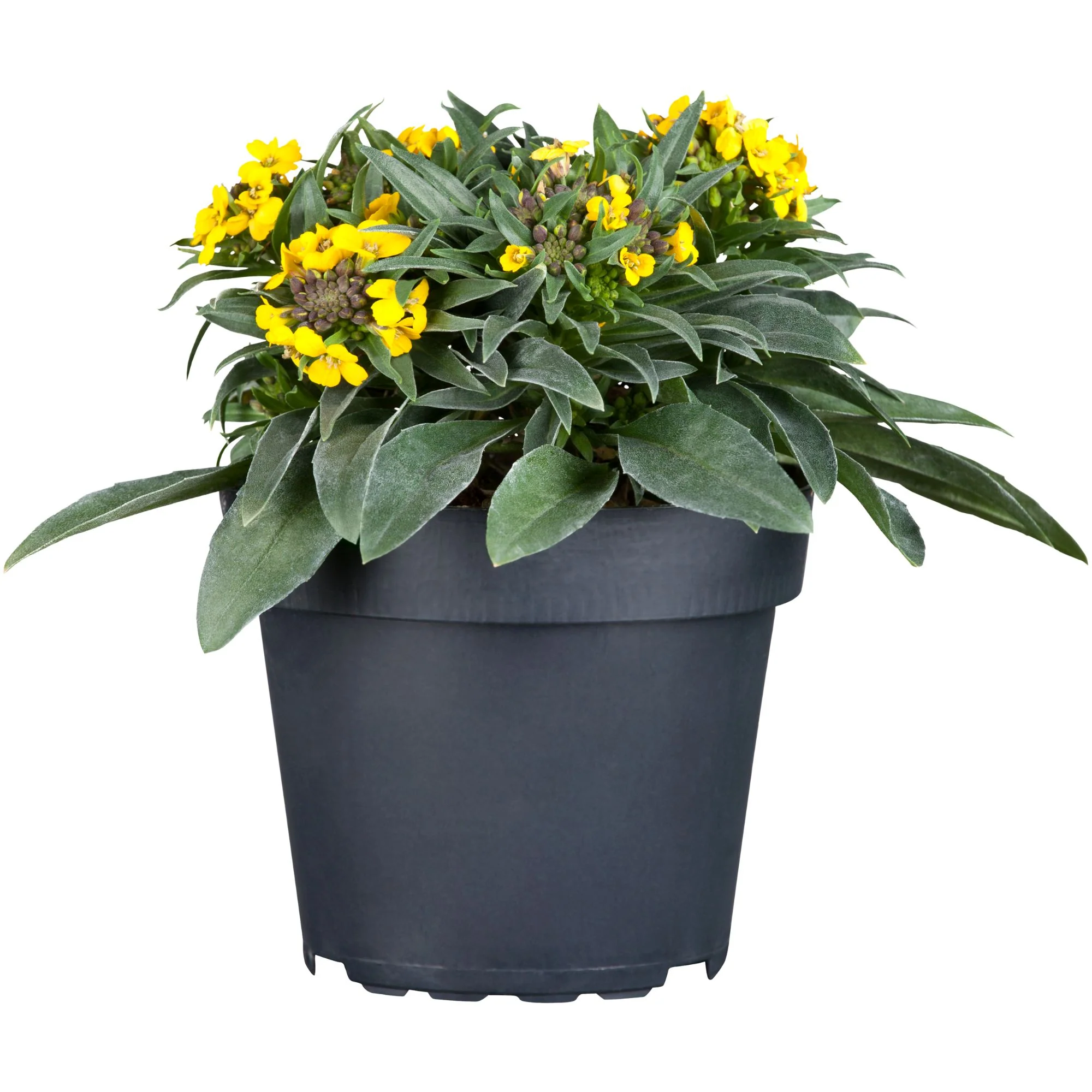 Garten-Goldlack 'Canaries' - Image 2