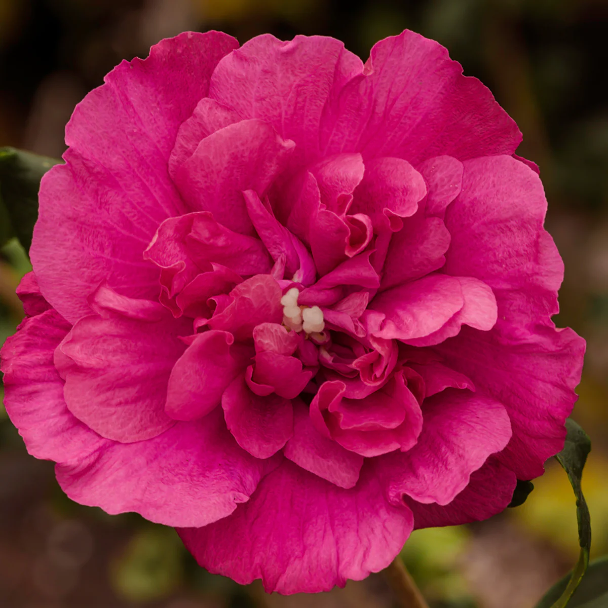 Garten Hibiskus 'Magenta Chiffon®'
