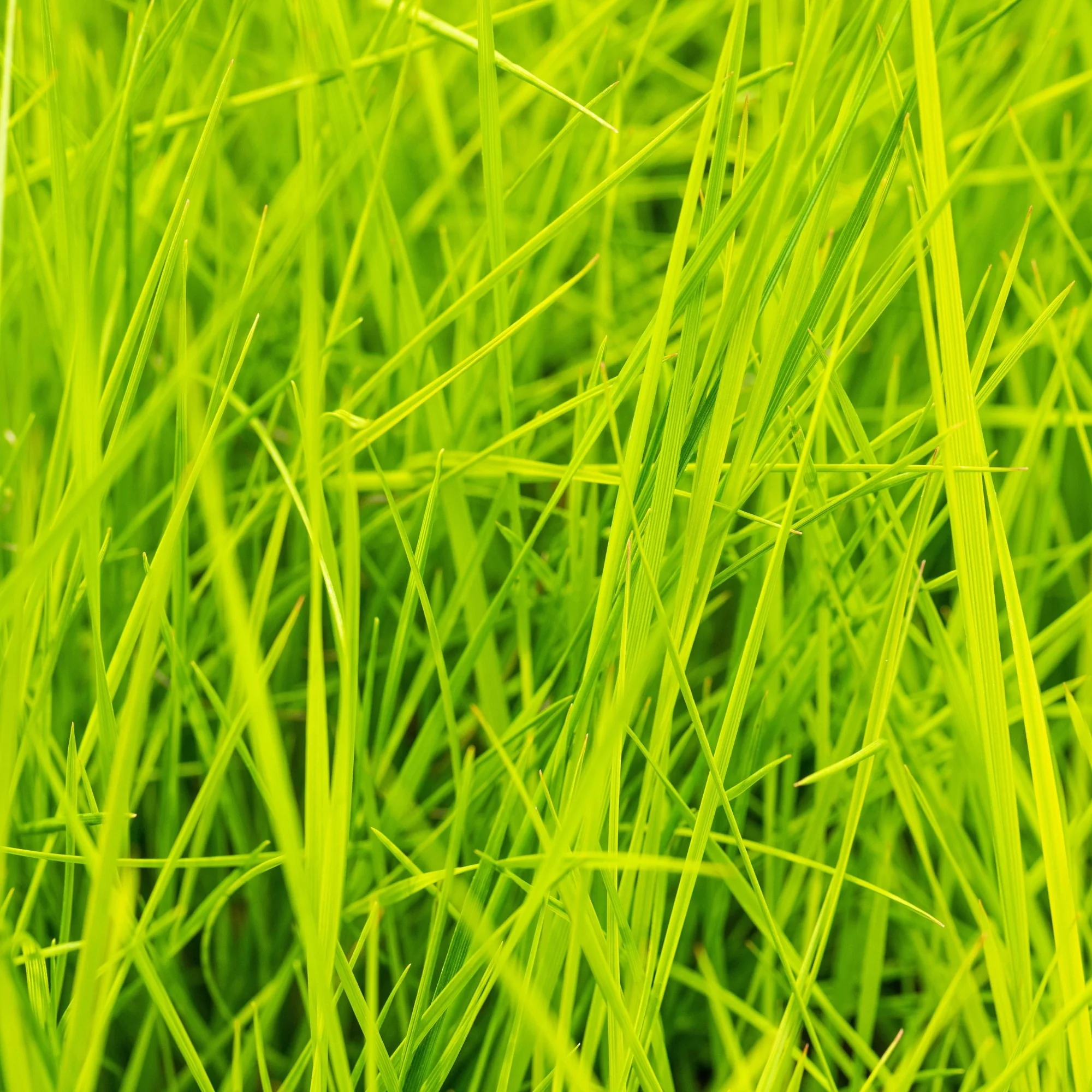 Garten Schmiele 'Goldschleier'