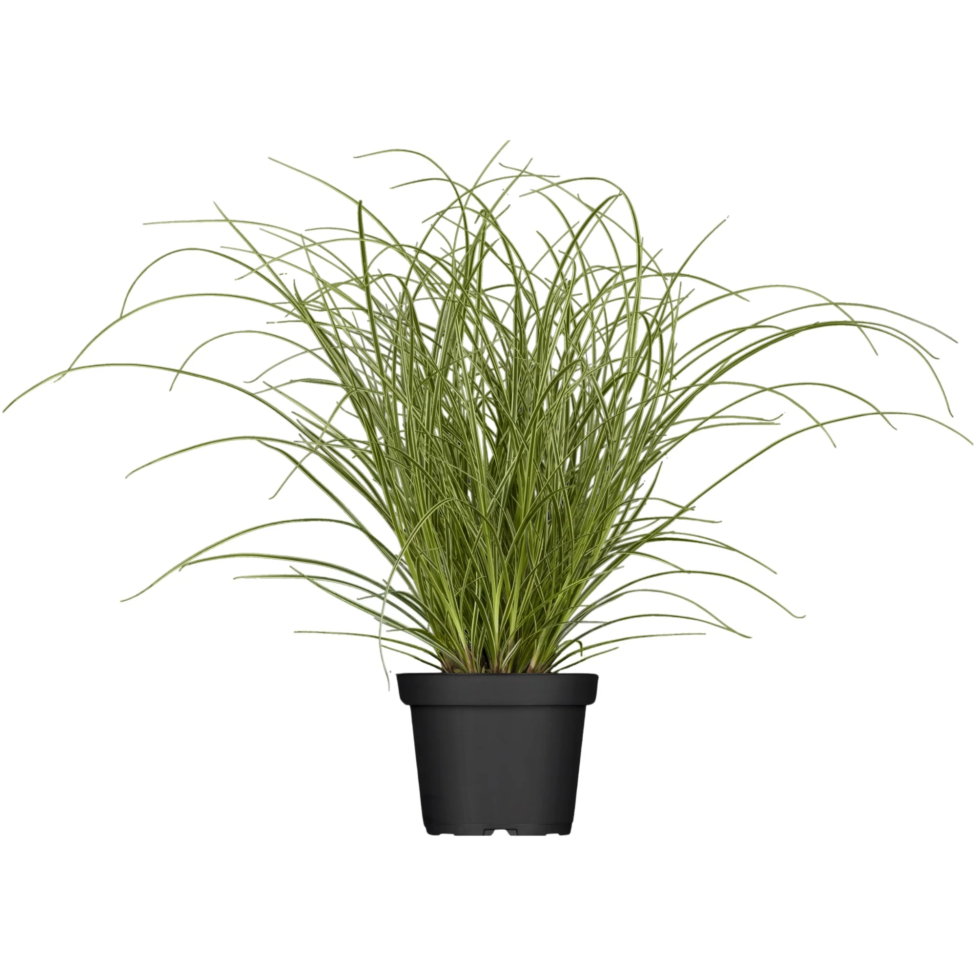Garten-Segge 'Camara'