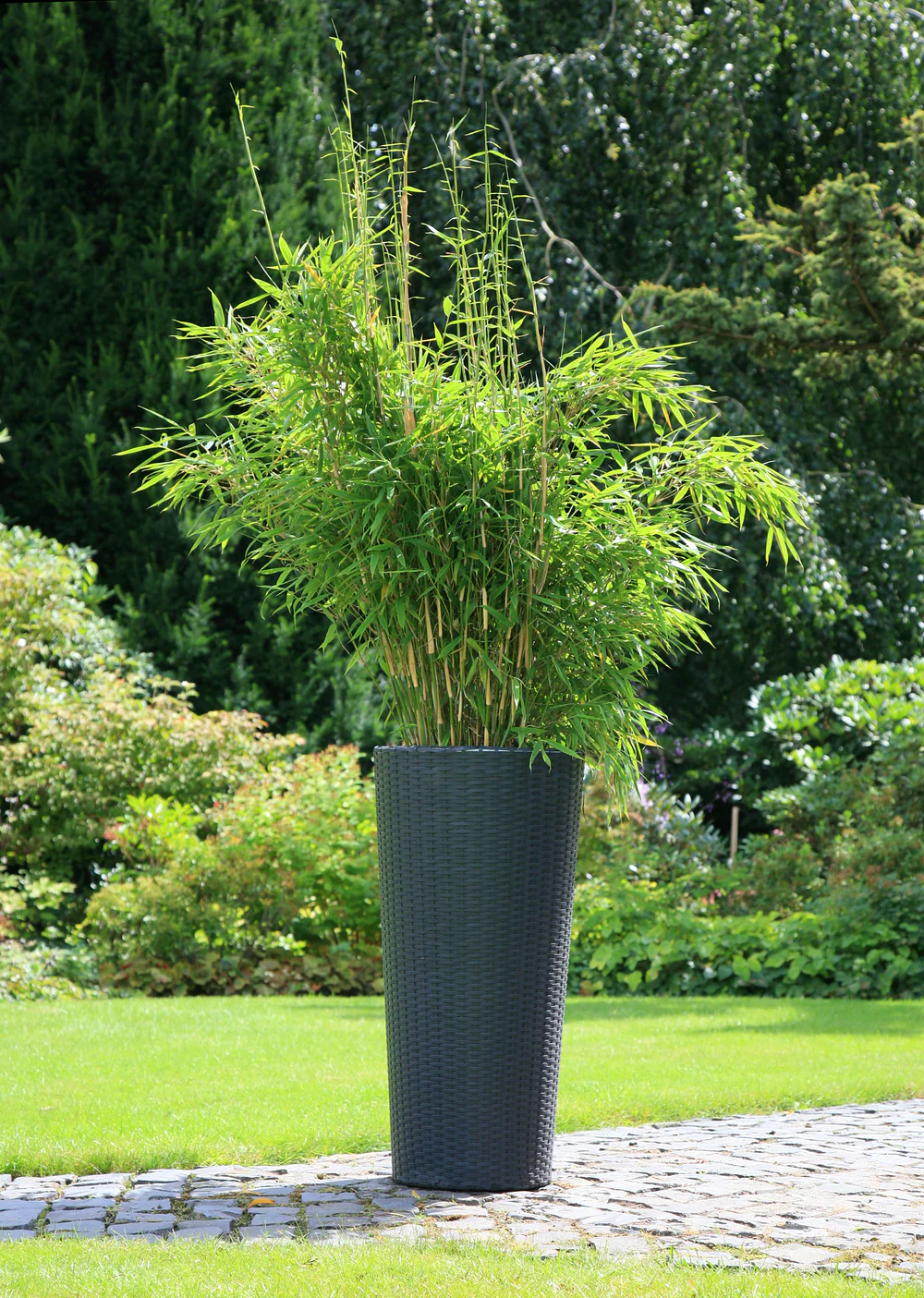 Gartenbambus 'Jumbo' - Image 3