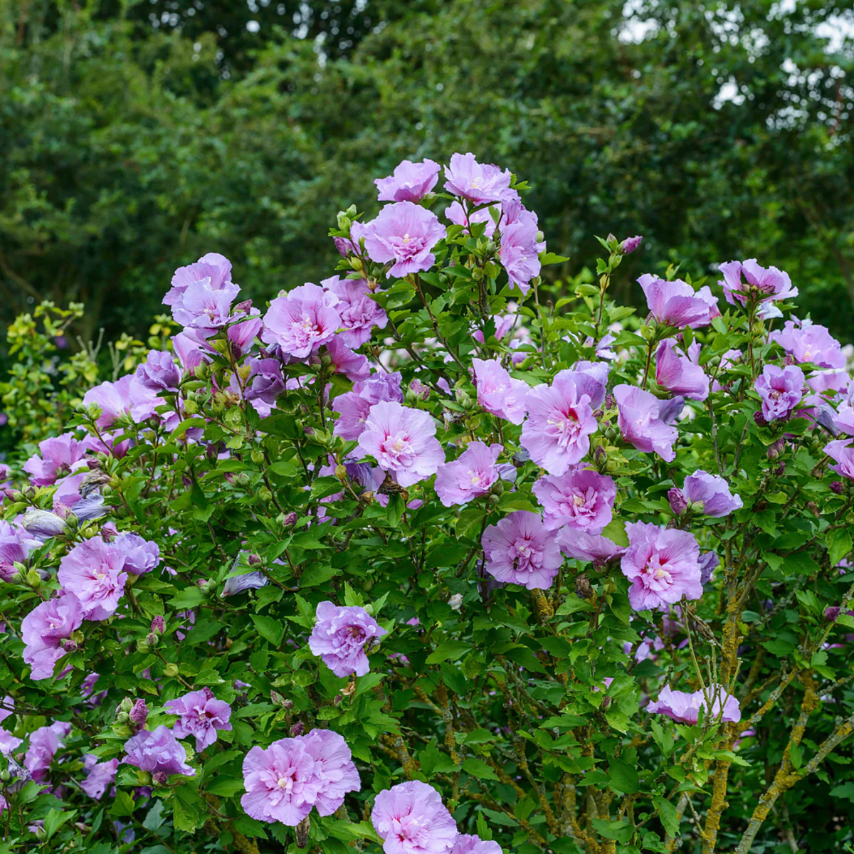 Gartenhibiskus, 3 Pflanzen - Image 4