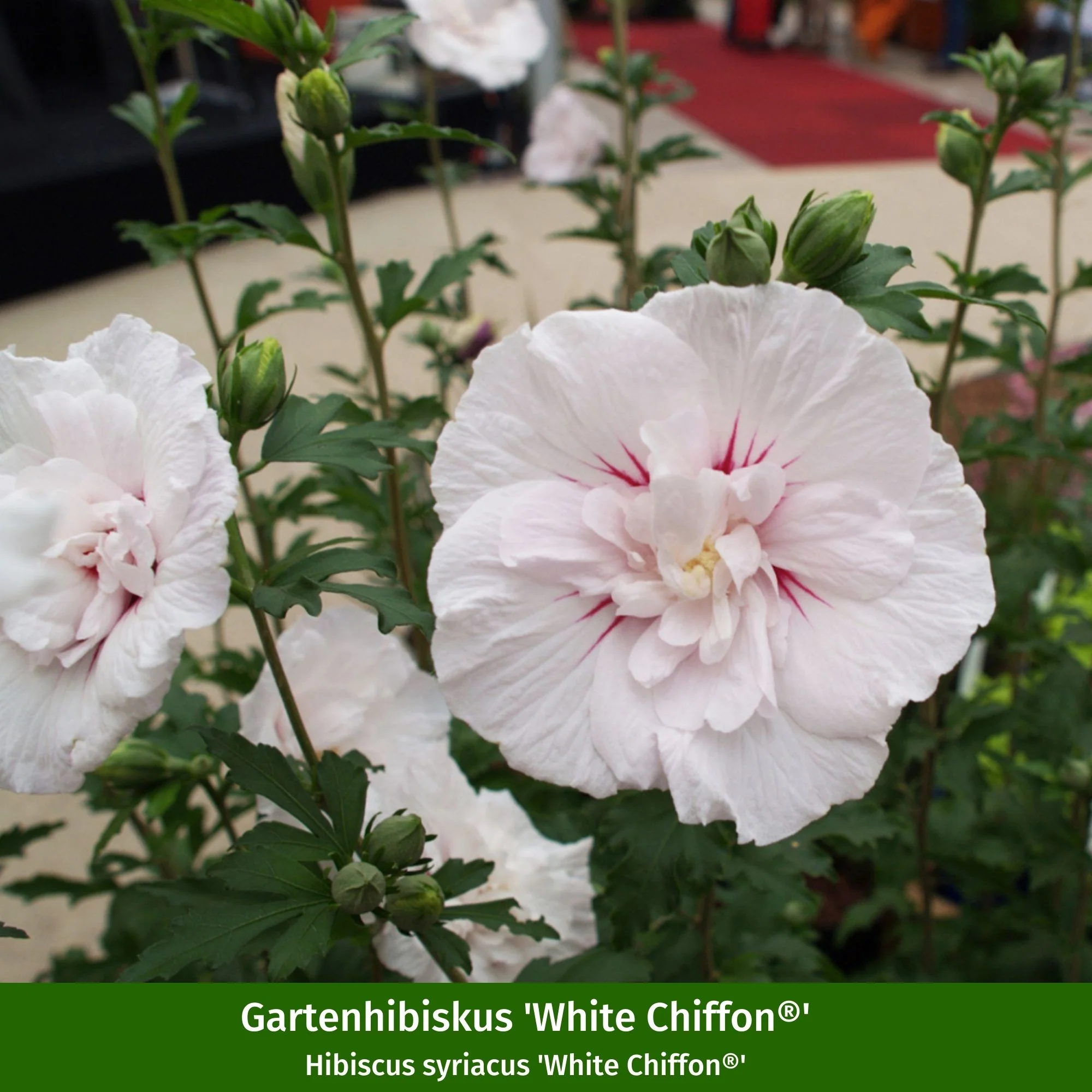 Gartenhibiskus 'Chiffon', 3 Pflanzen - Image 3
